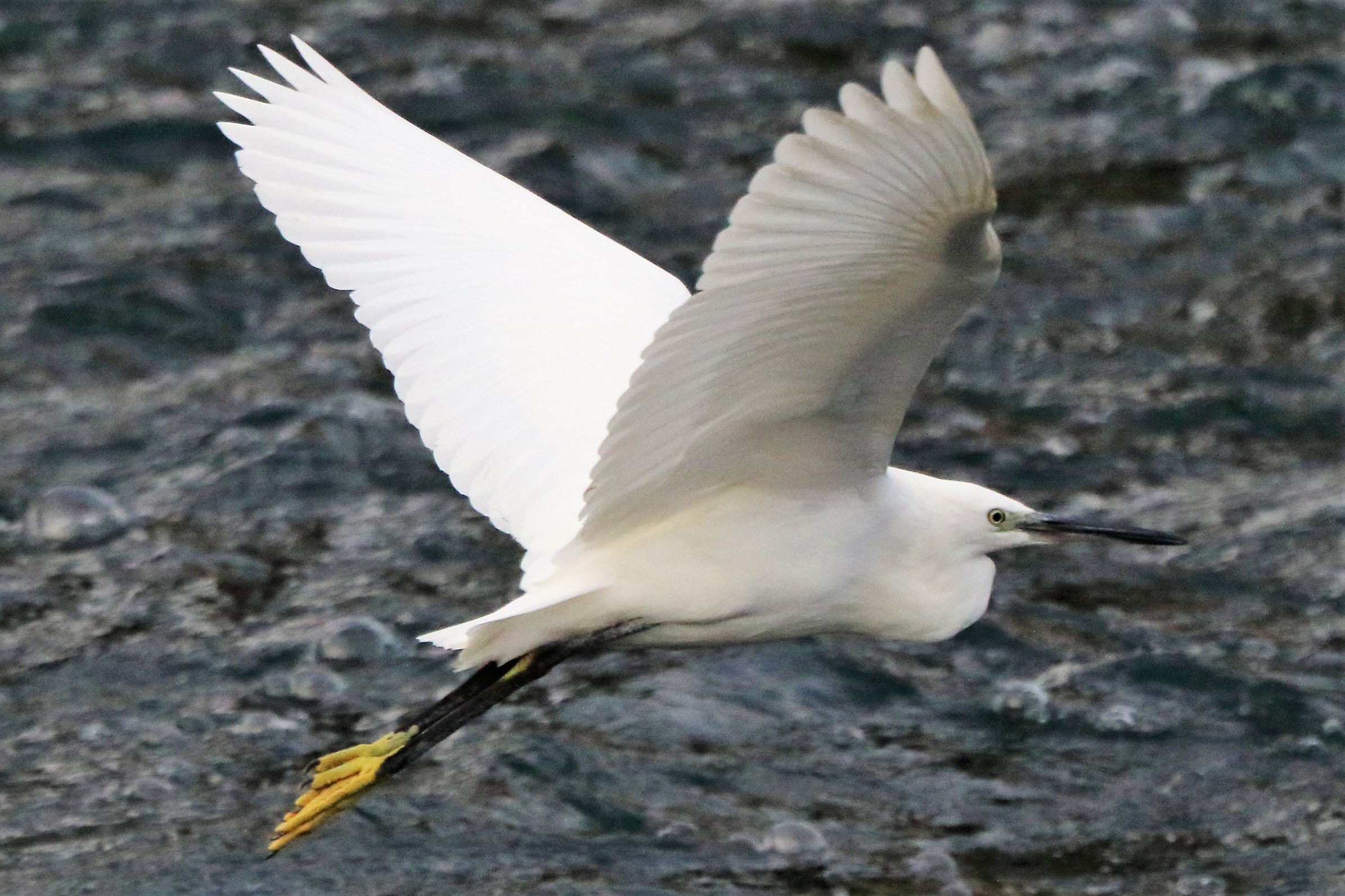 egret