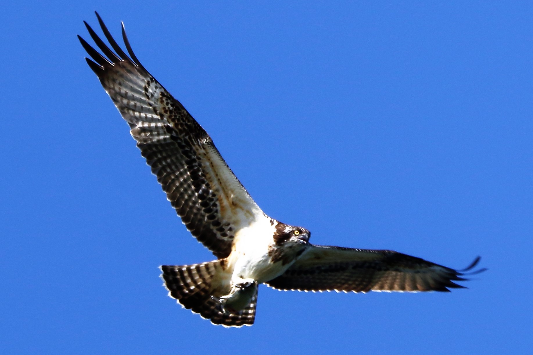 Osprey with prey 201