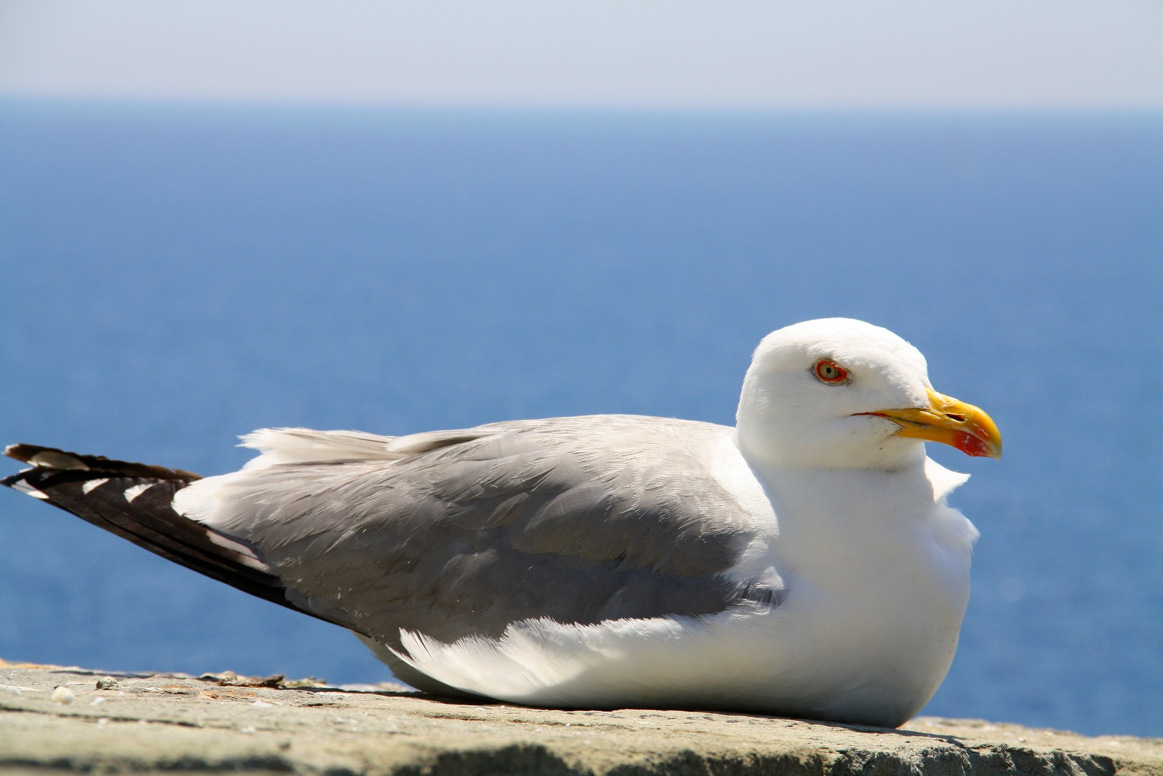 Seagull (Portovenere - La Spezia)