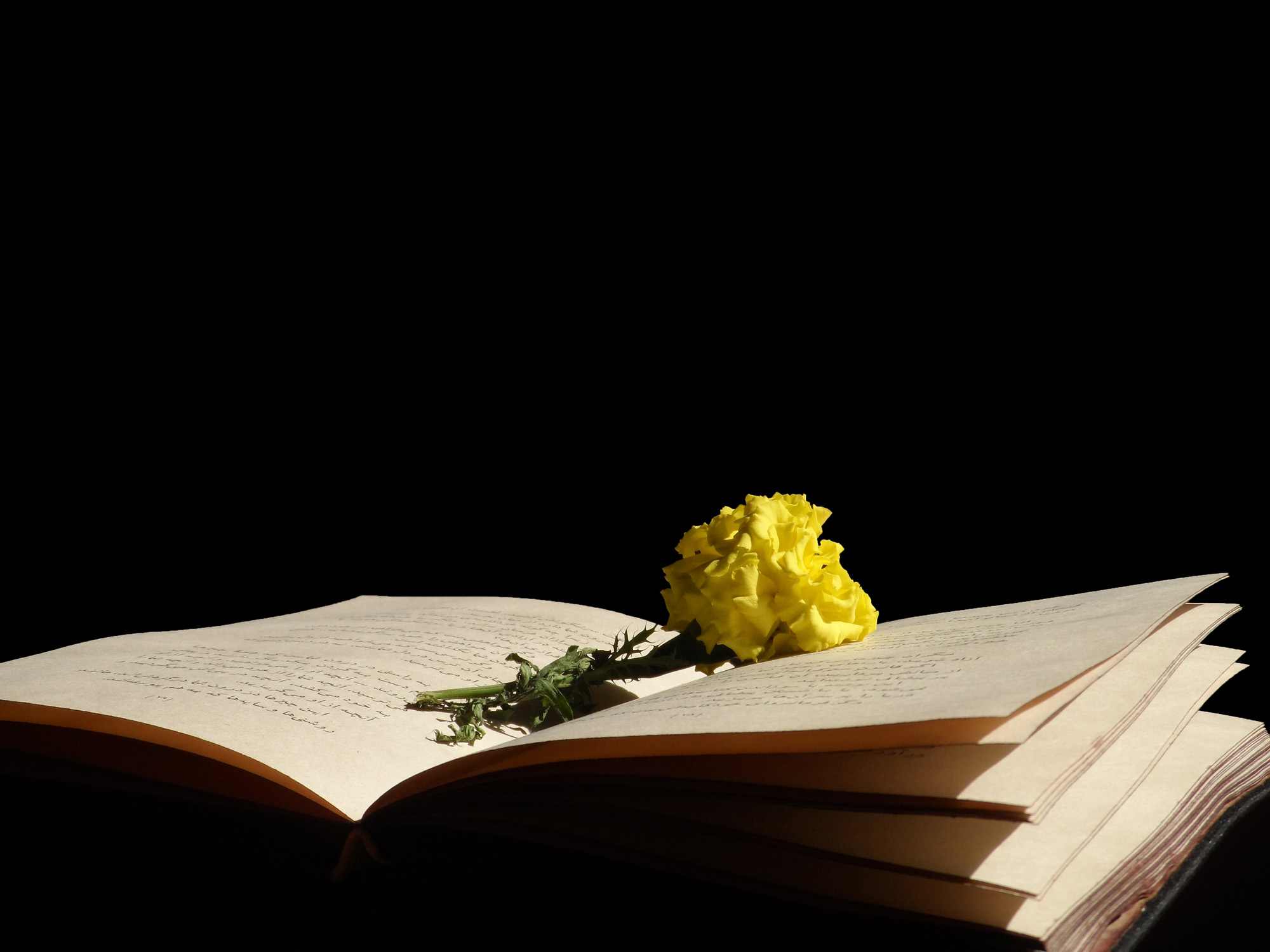 Libro e fiore