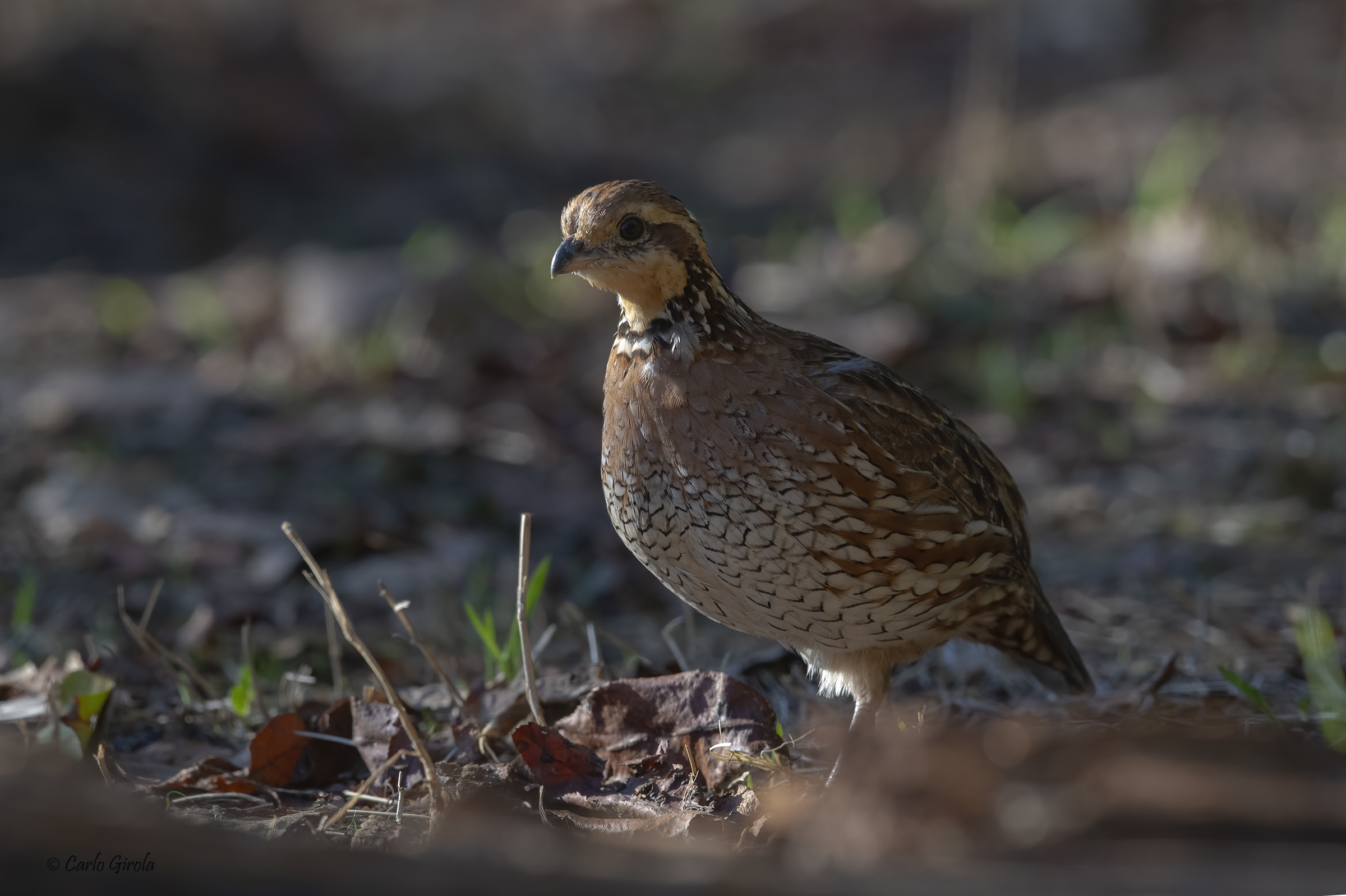 Colino della Virginia (Colinus Virginianus)