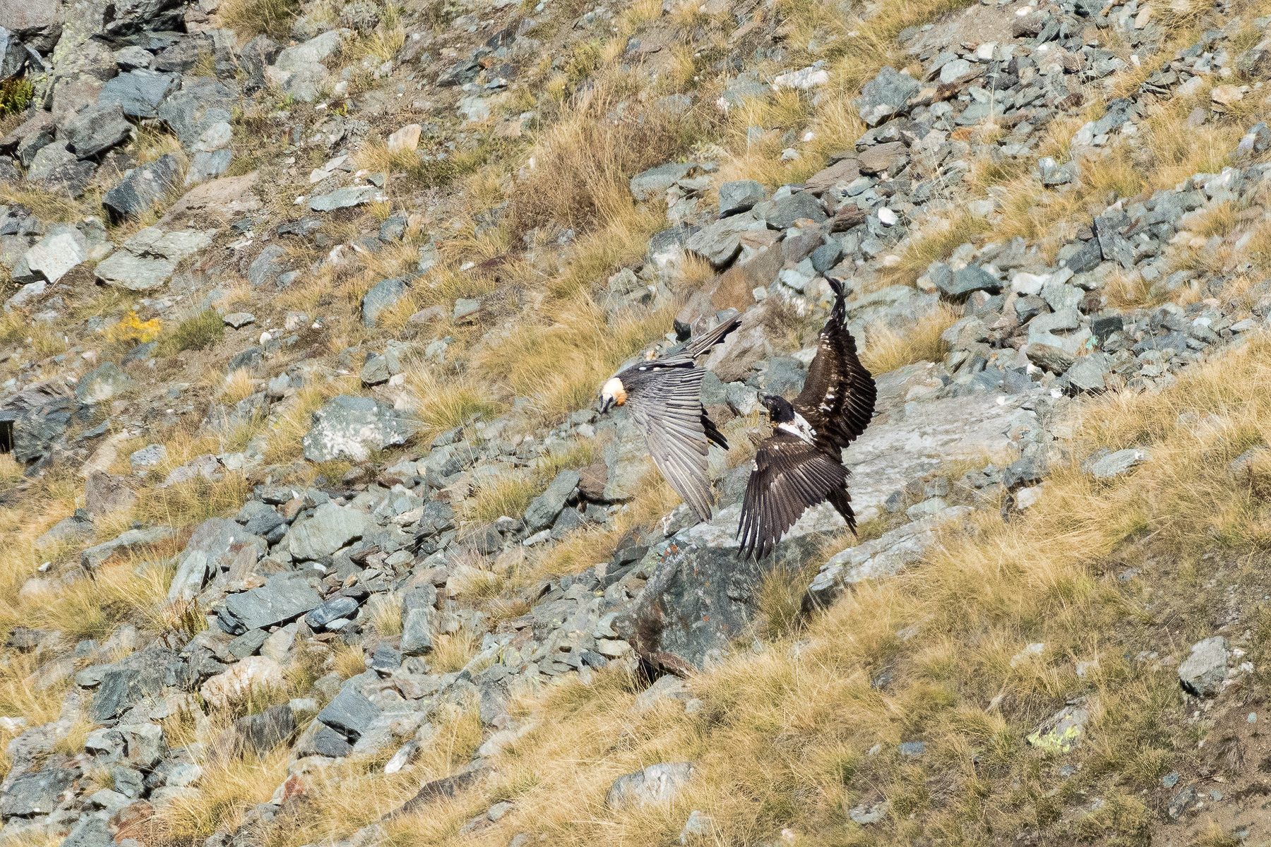 Gipeti in lotta aerea