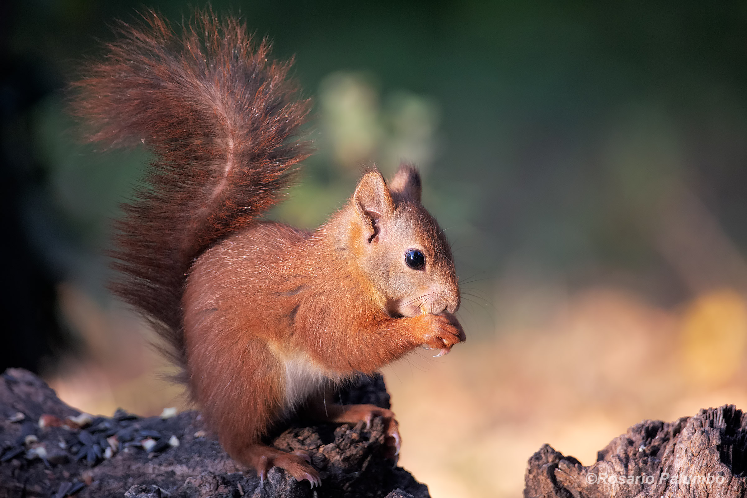 Red squirrel