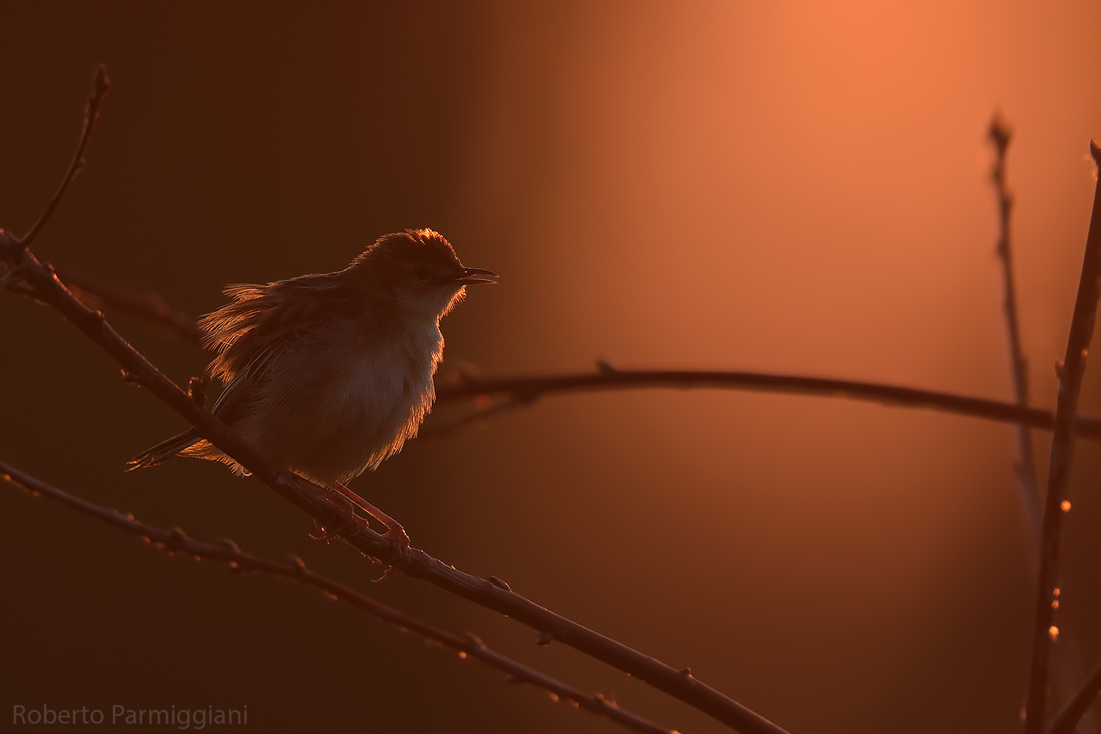 Tramonto con beccamoschino