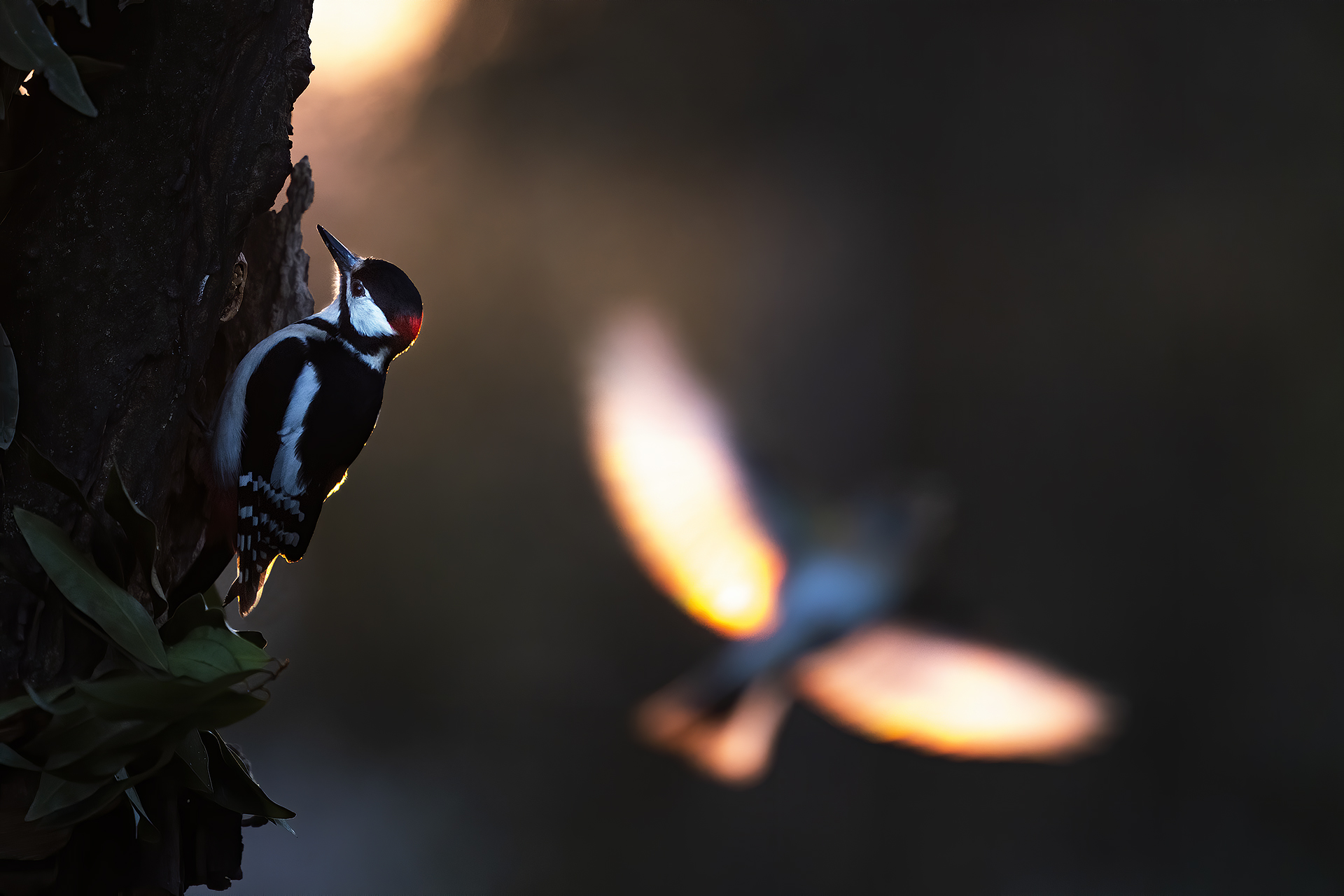 alba con picchio rosso e fringuello