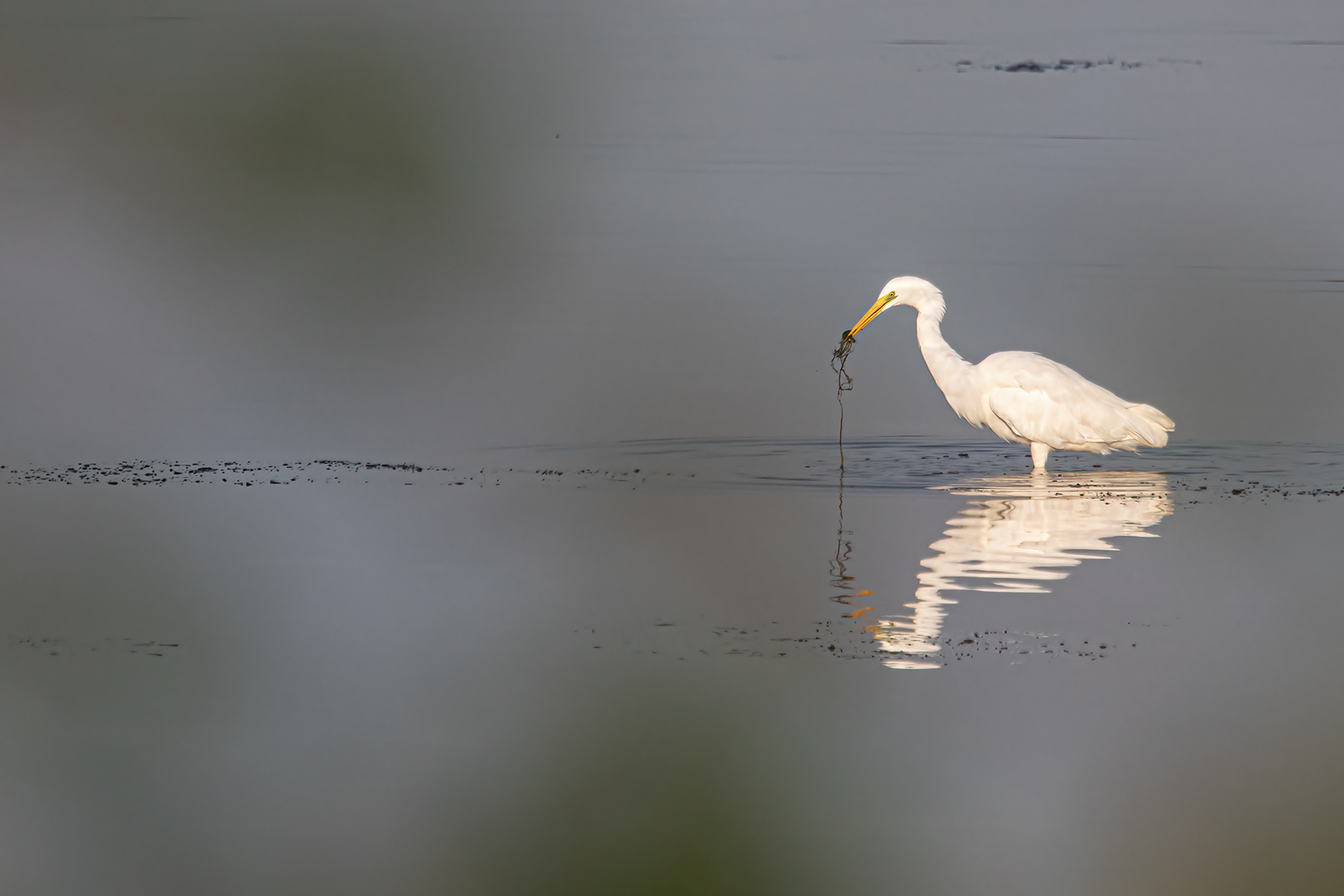 GREAT WHITE HERON