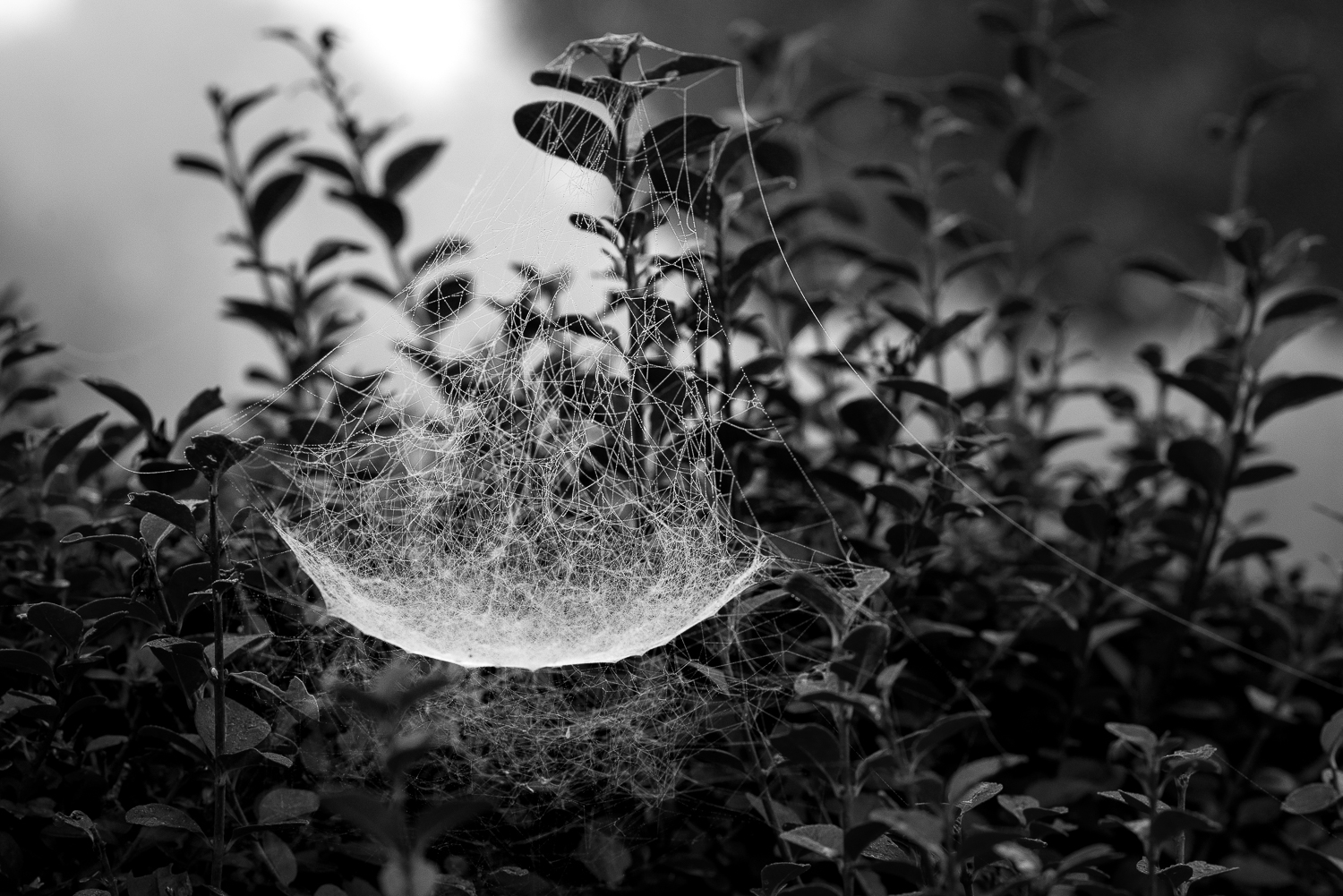 Il Padellone Naturale