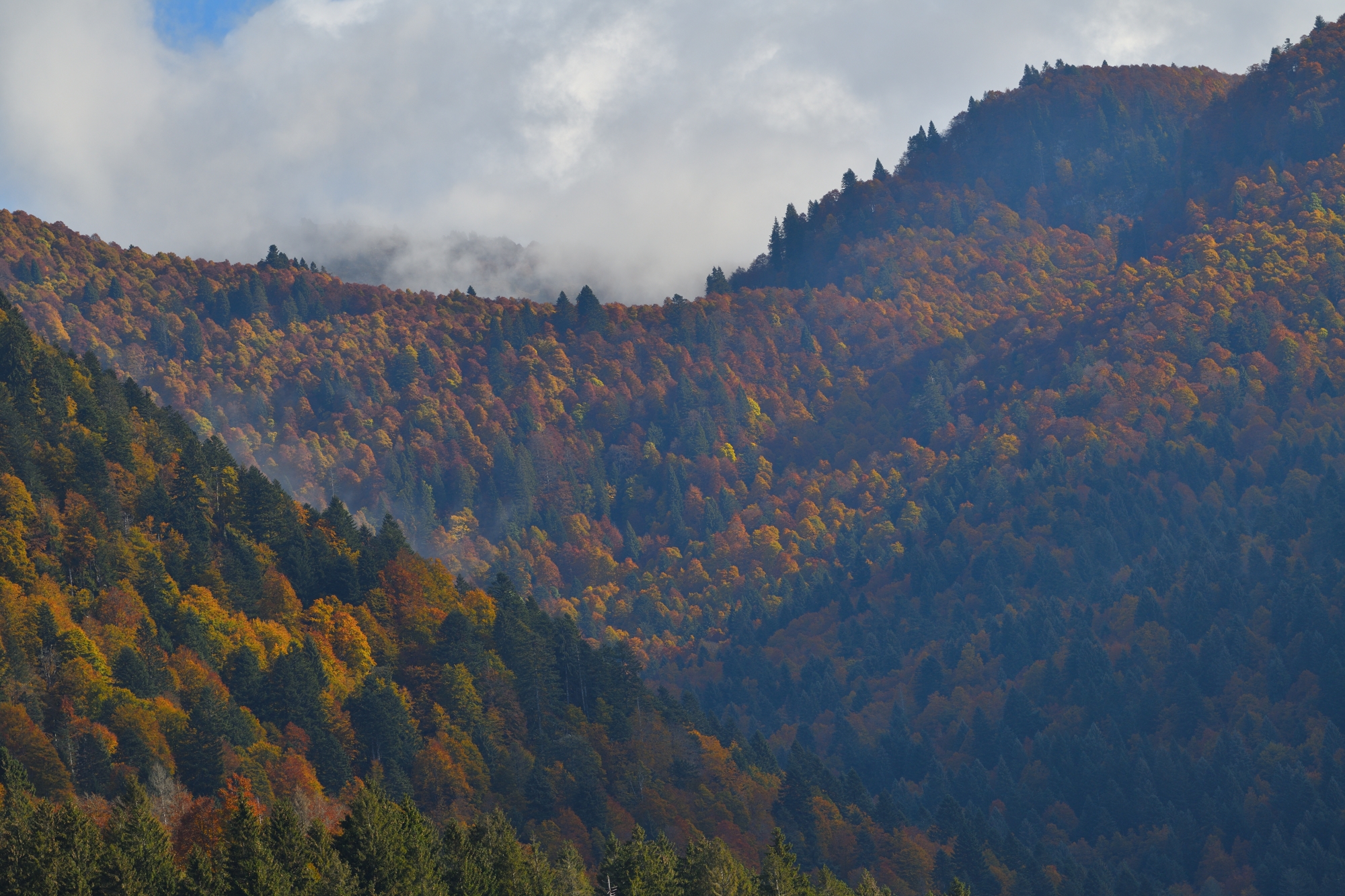 it's time for foliage....