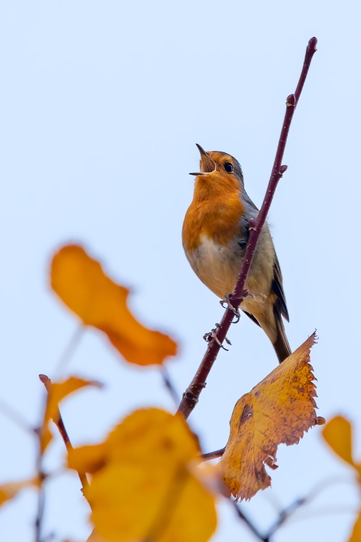 Pettirosso d'autunno