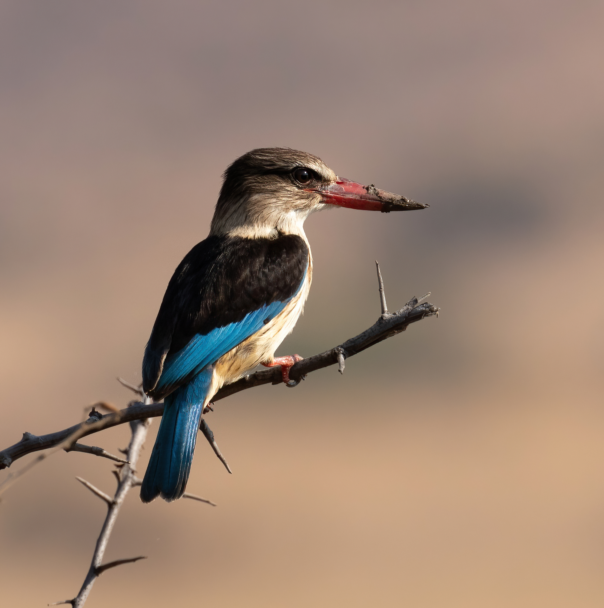 Brown-hooded kingfisher
