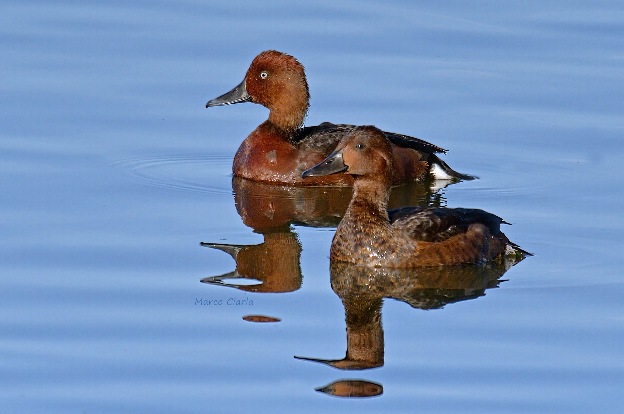 Moretta tabaccata (Aythya nyroca)