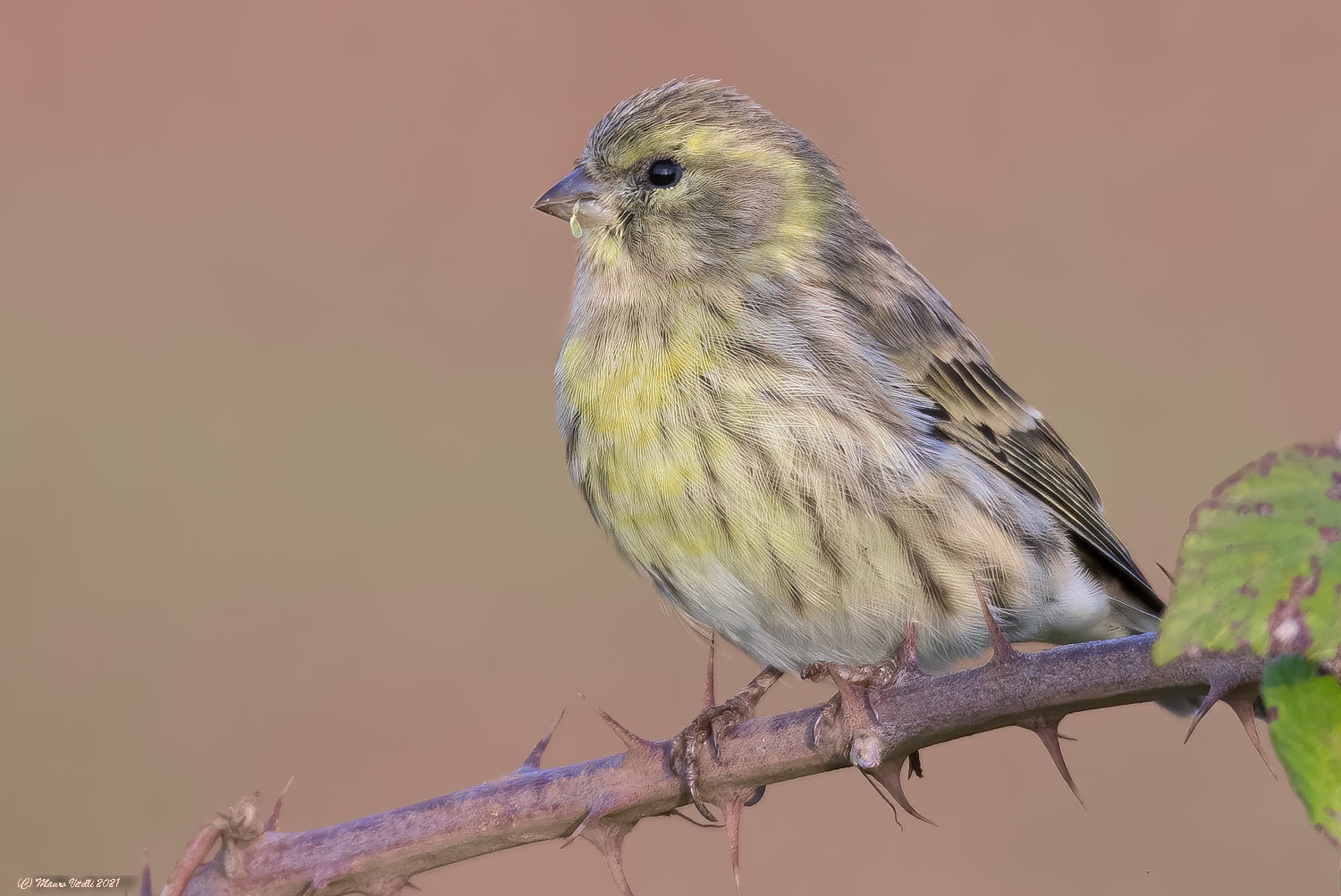 Verzellino (Serinus serinus)