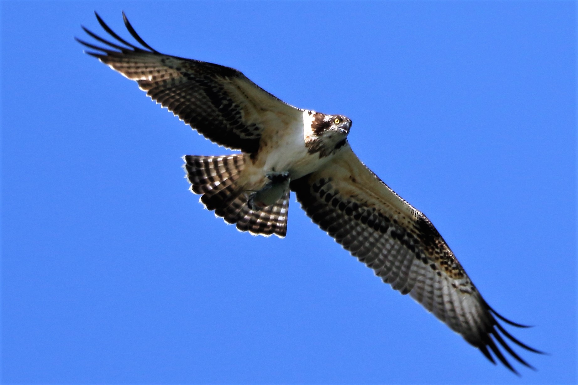 Osprey with prey 202