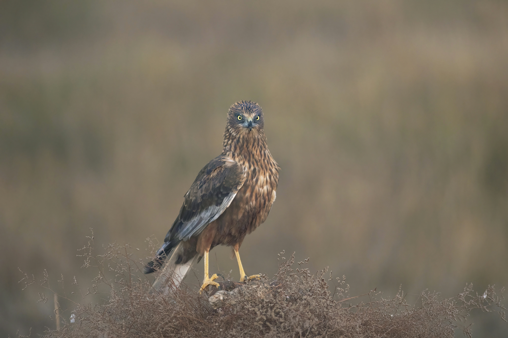 falco di palude maschio