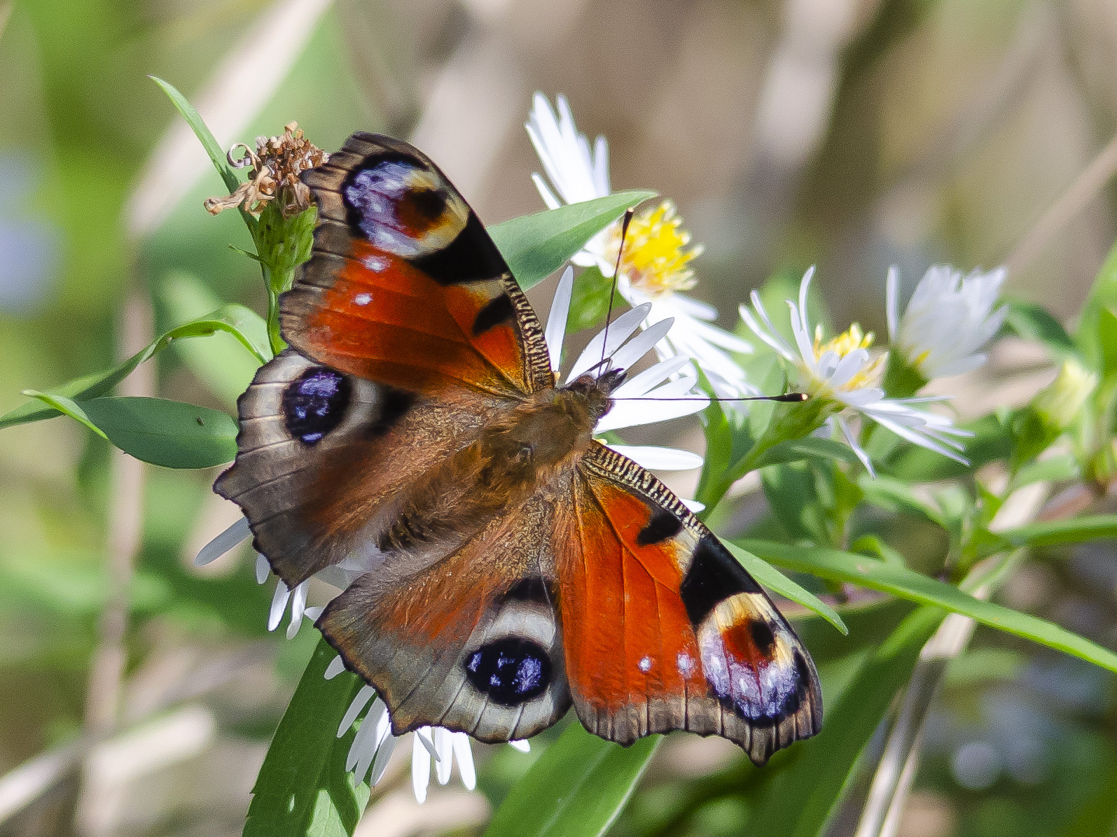 Butterfly