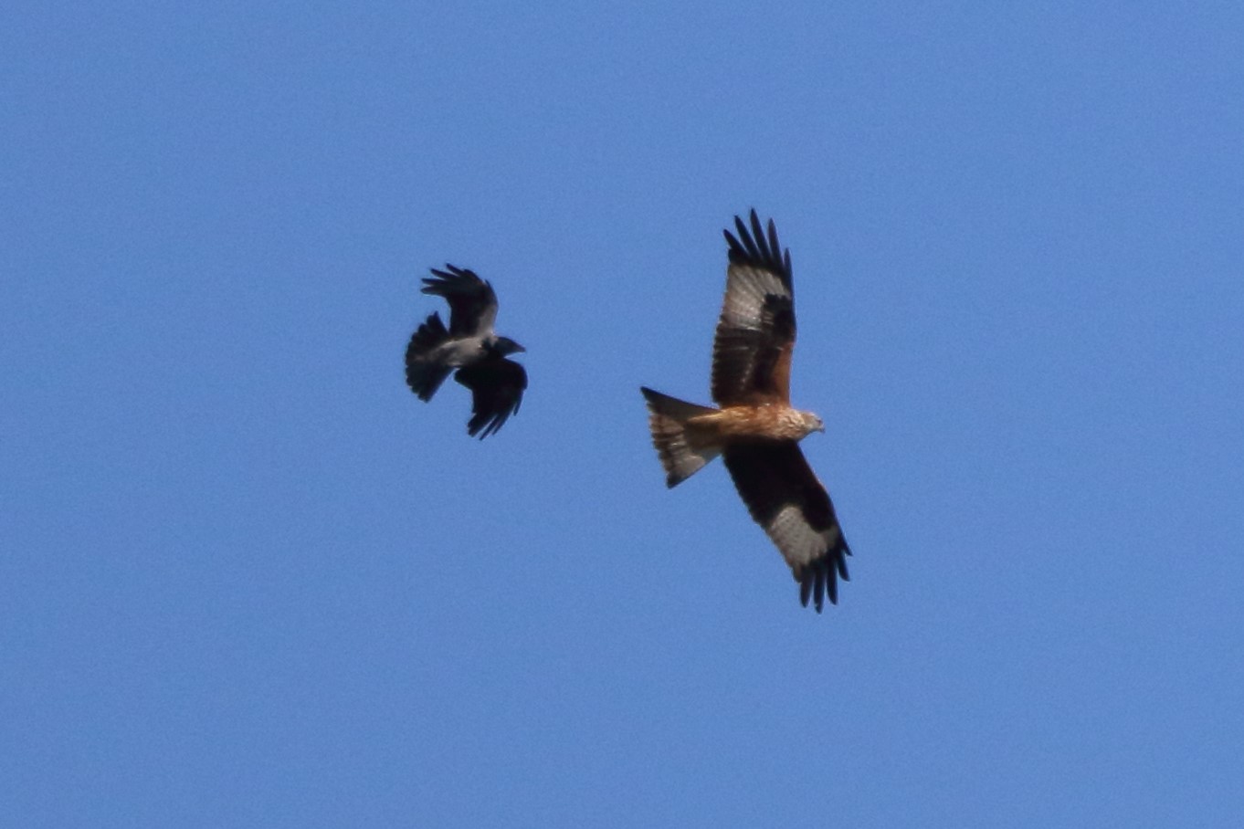 Red kite