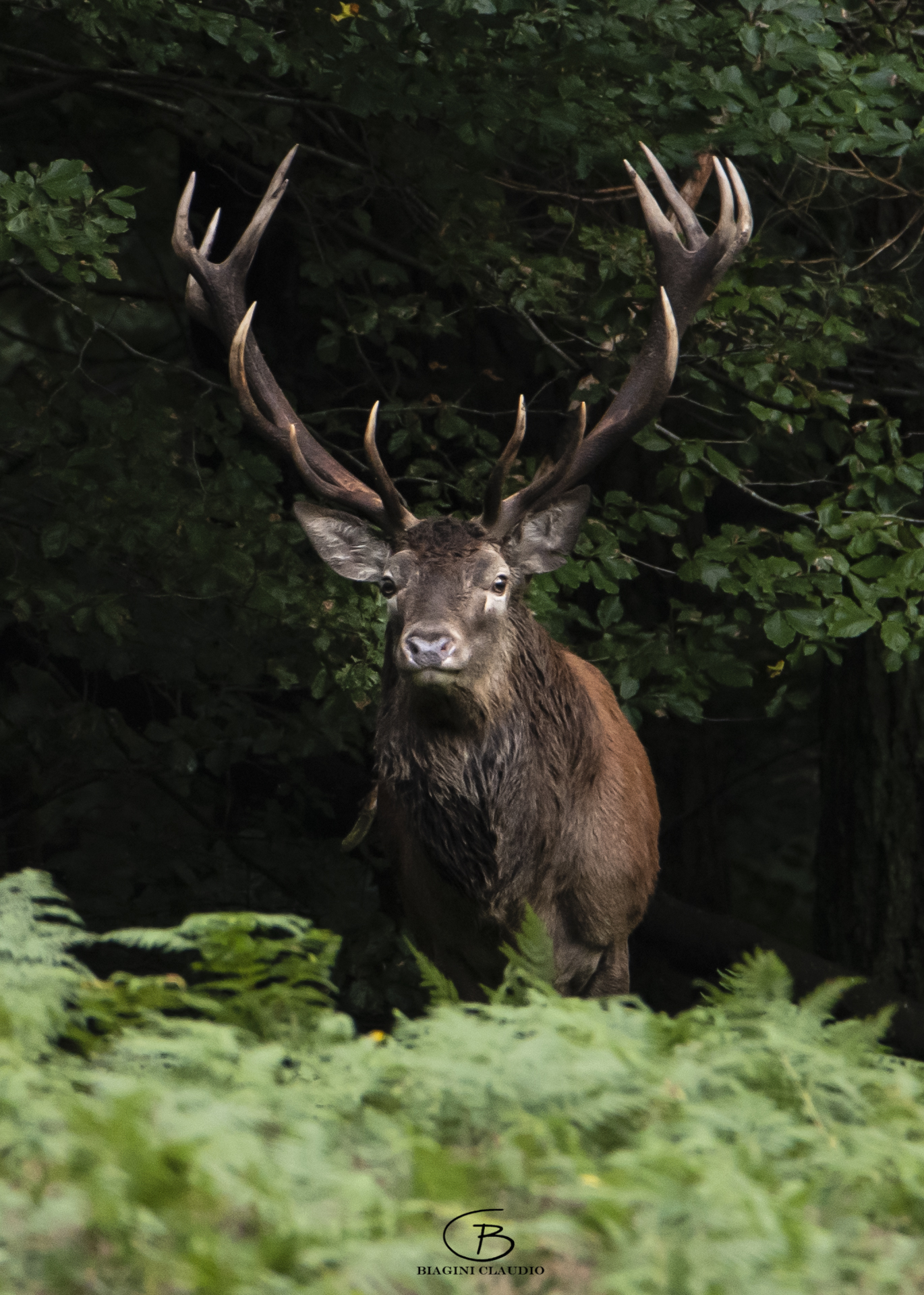 The beauty of the king