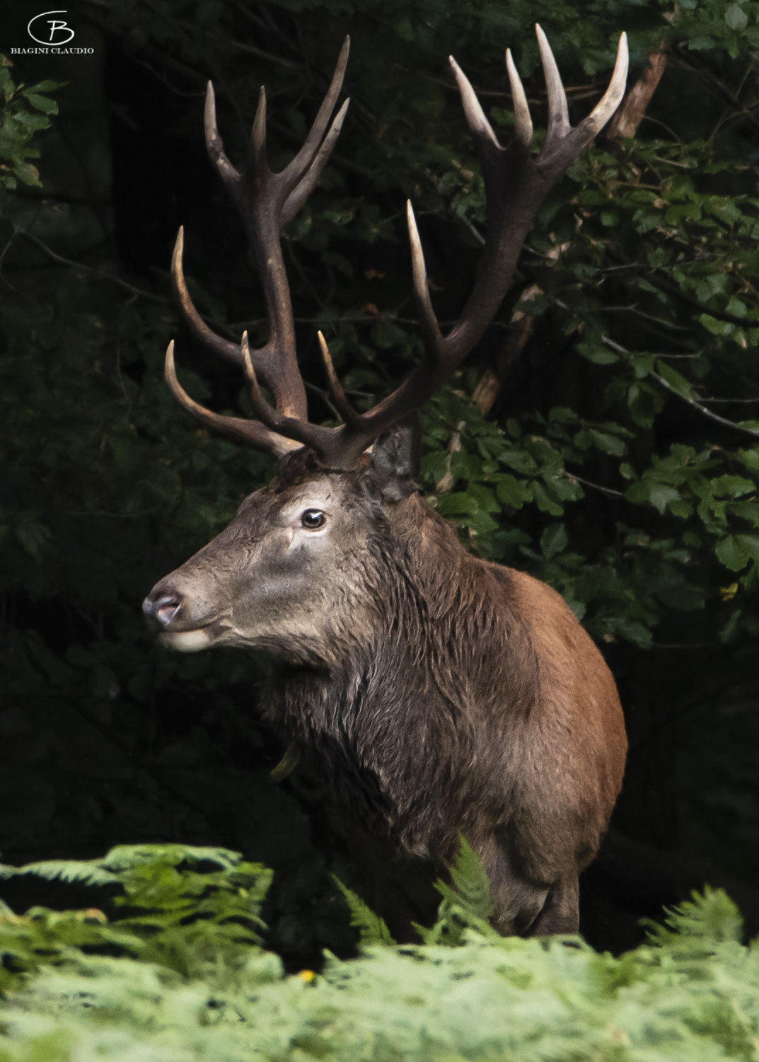 The portrait of the king