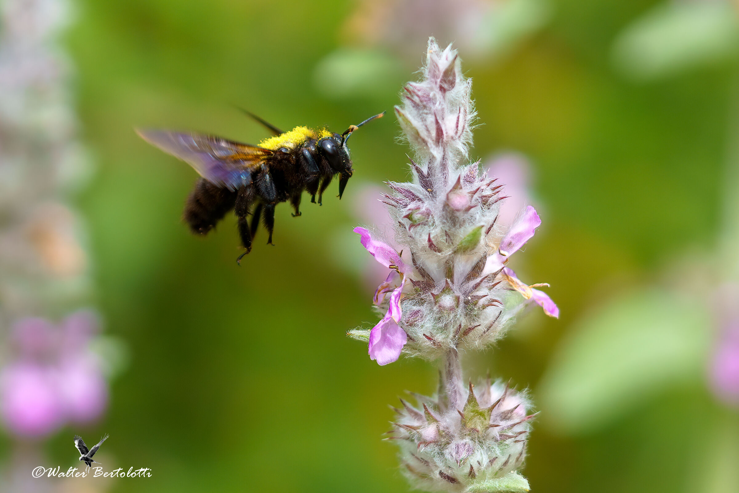 aspetteremo i prossimi voli