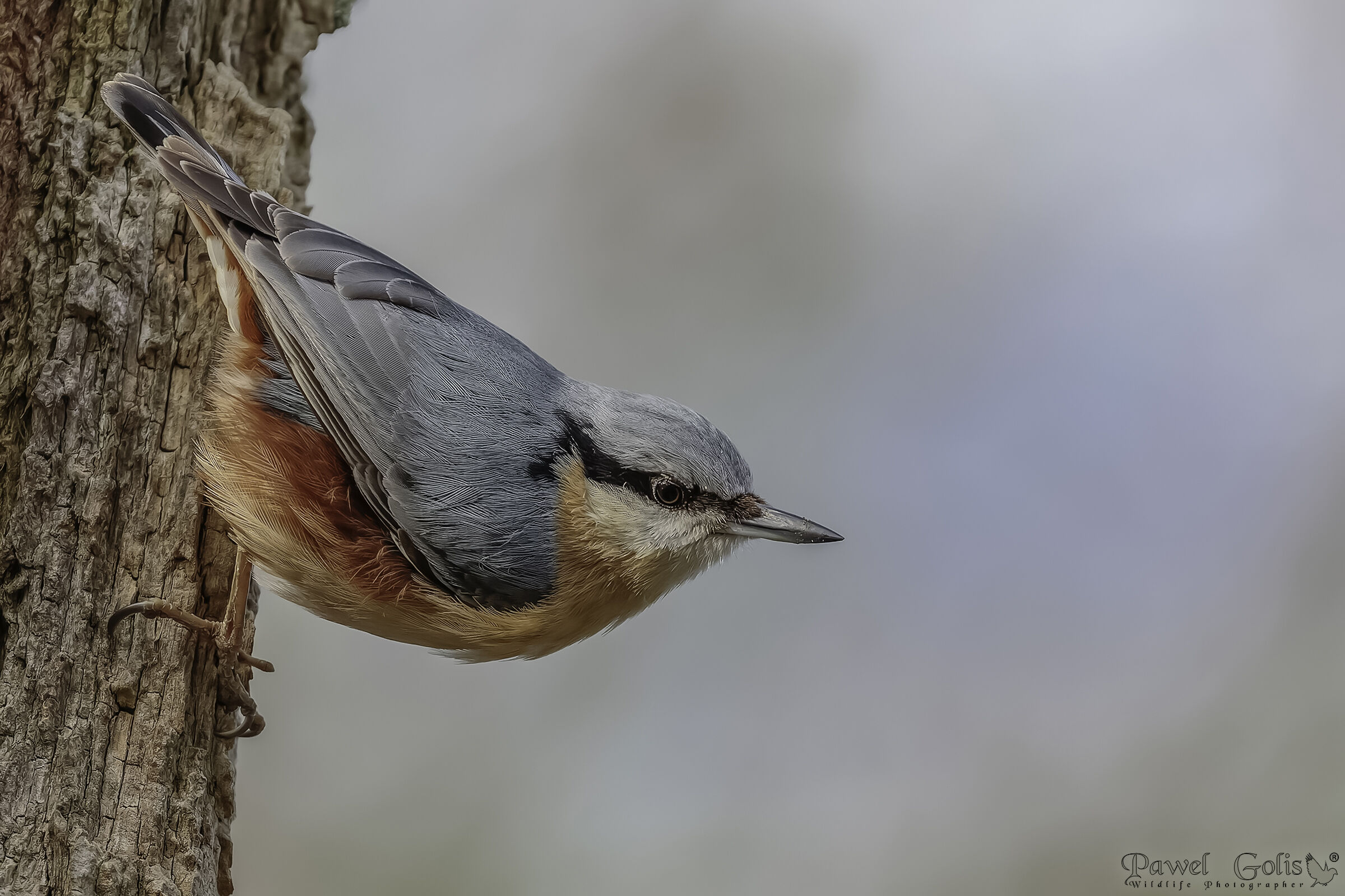 Nuthatch (Sitta europaea)