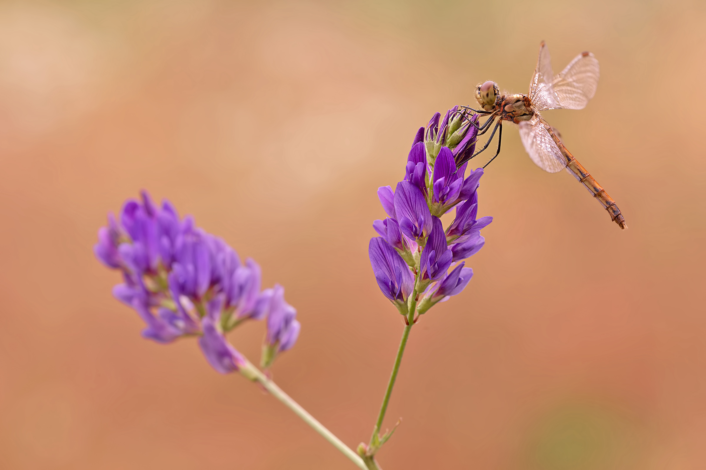 sympetrum depressiusculum