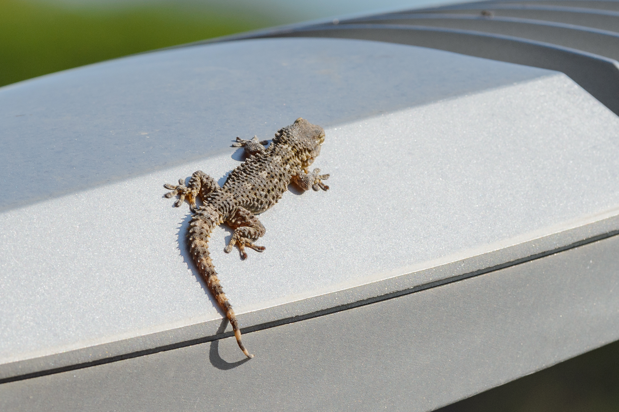 Gecko