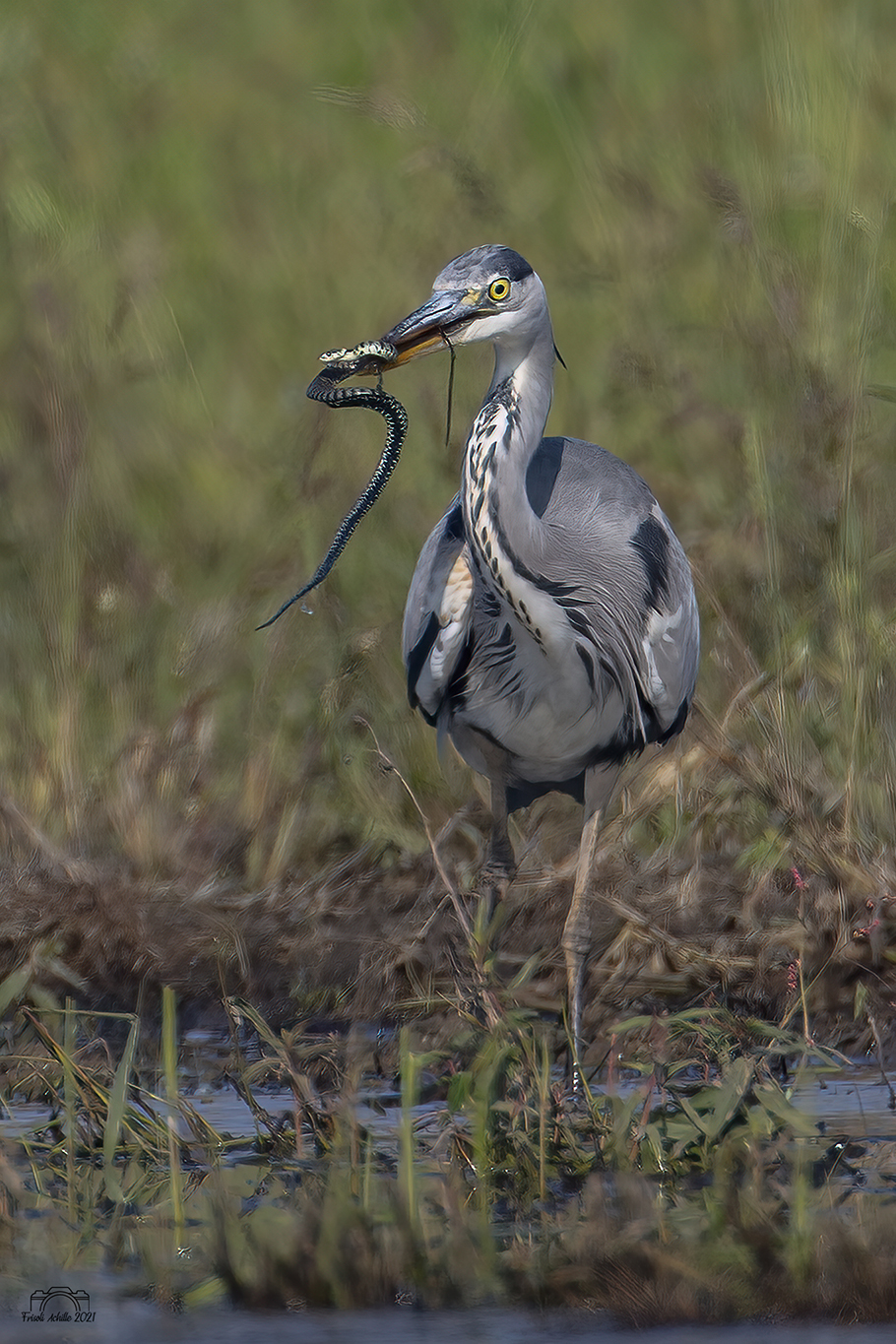 Grey heron
