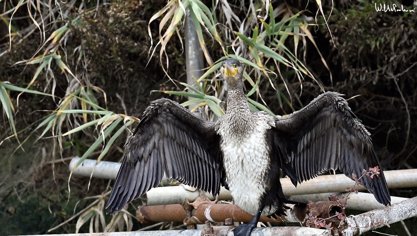 Cormorant 1