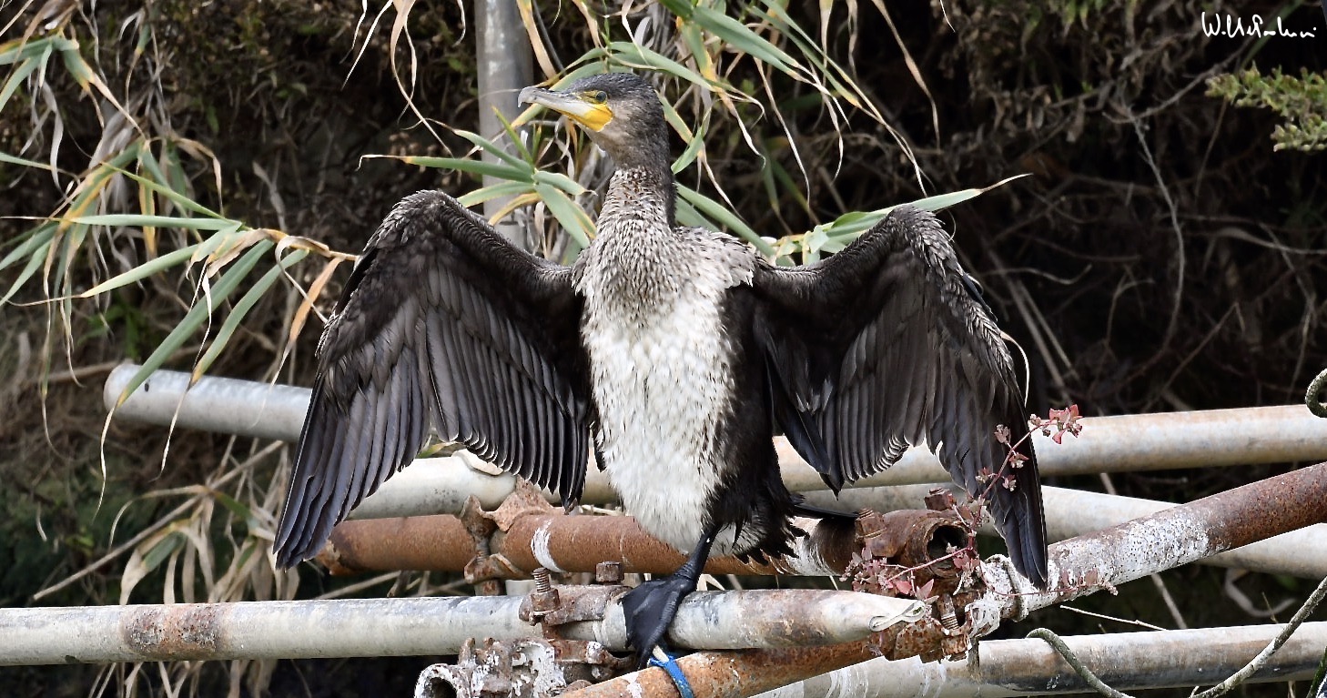 Cormorant 3