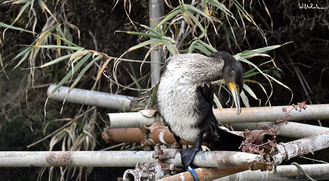 Cormorant 4