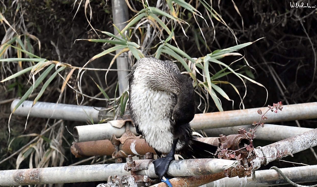 Cormorant 5