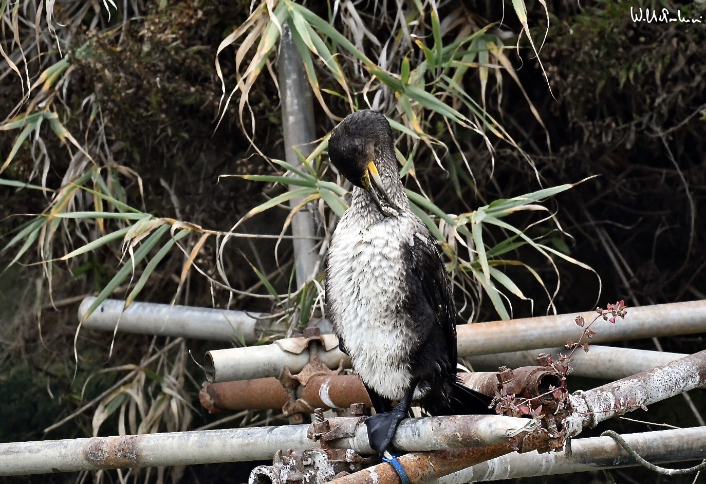 Cormorant 7