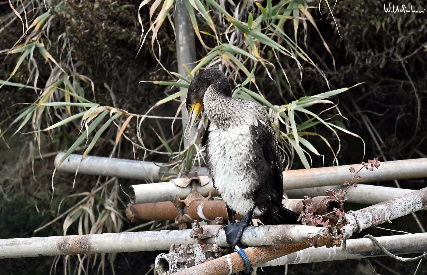 Cormorant 8