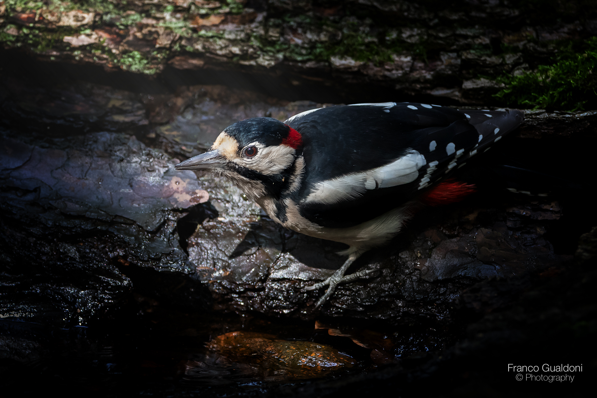 Picchio Rosso Maggiore