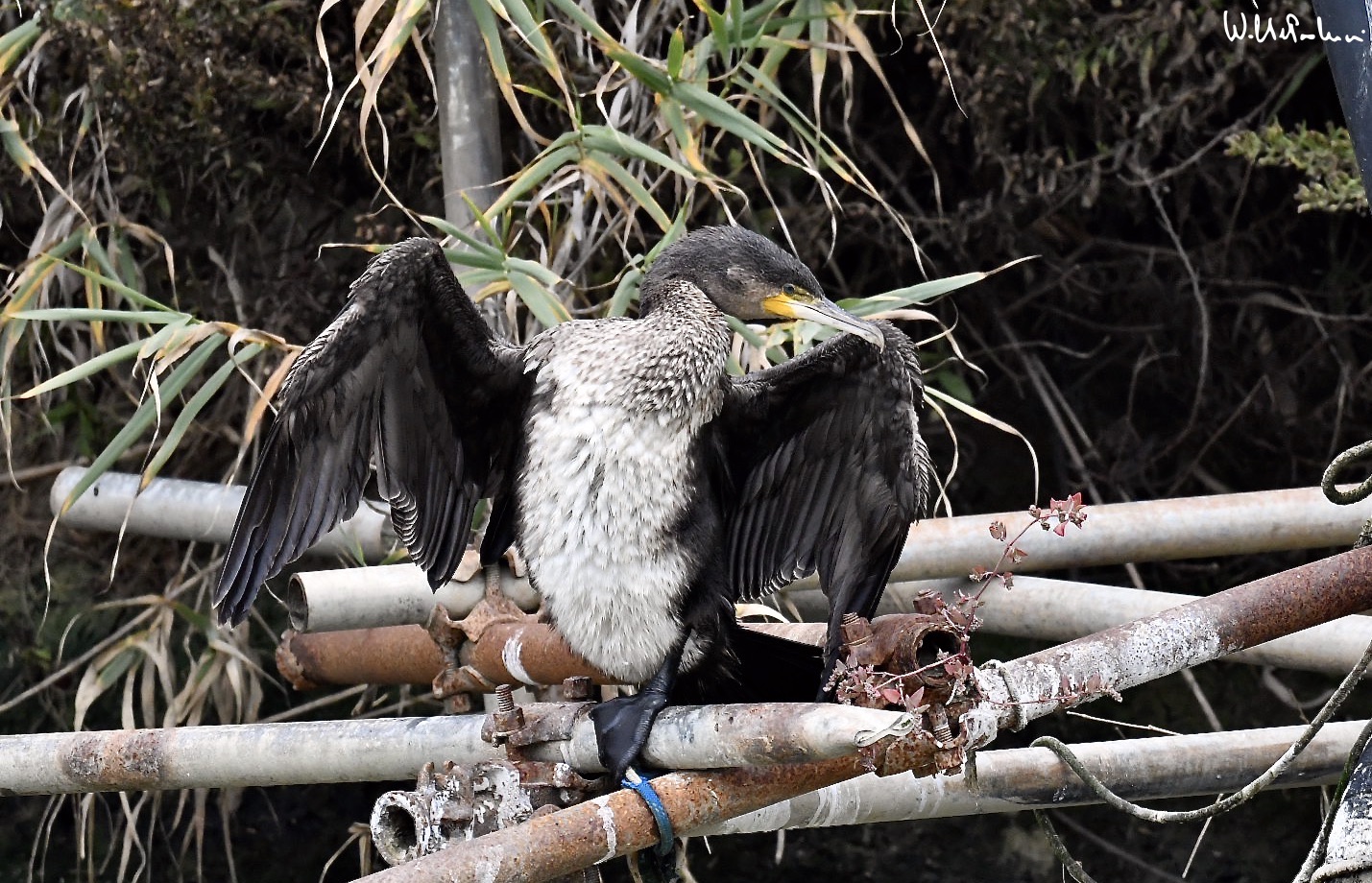 Cormorant 10