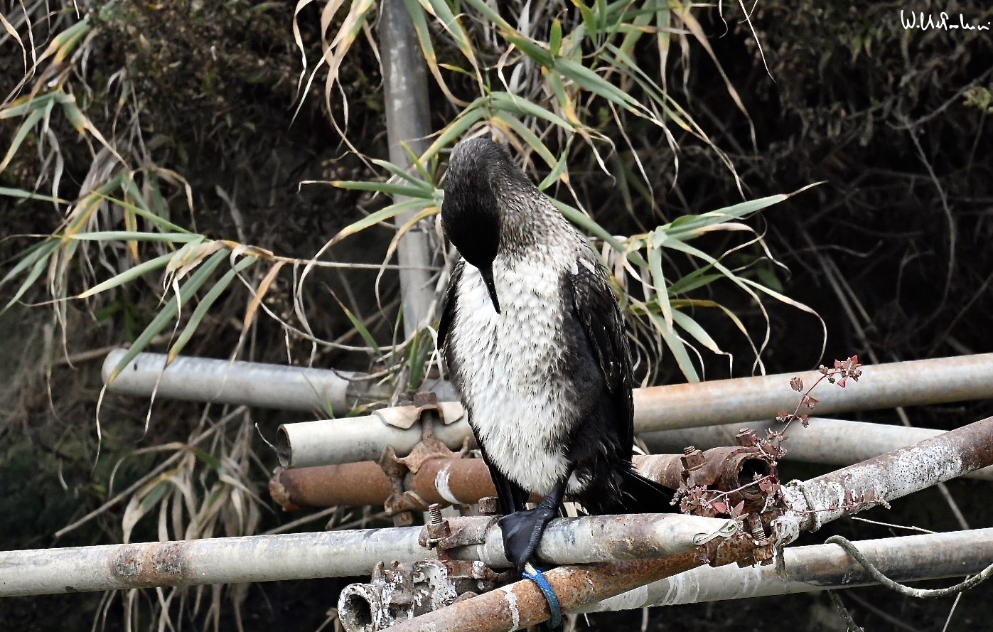 Cormorant 12