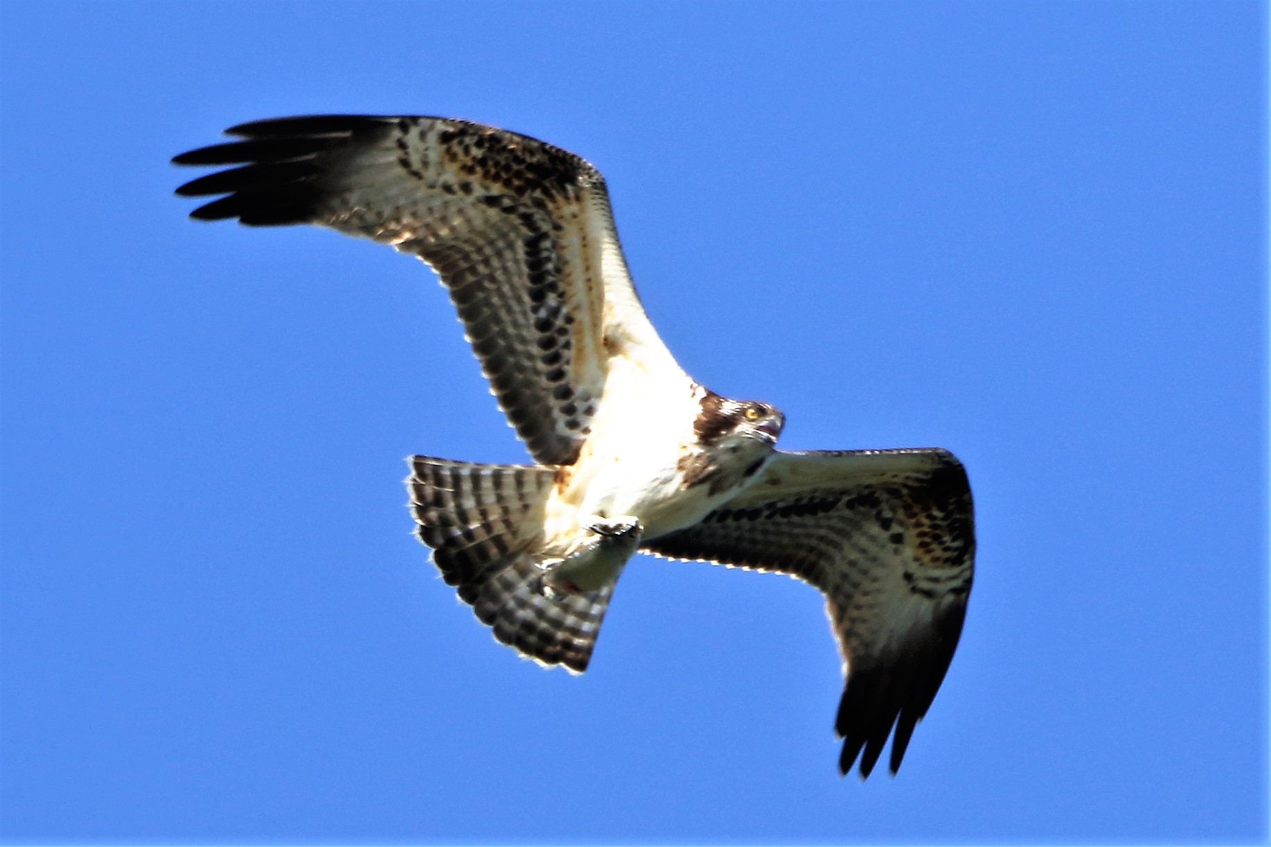Osprey with prey 203