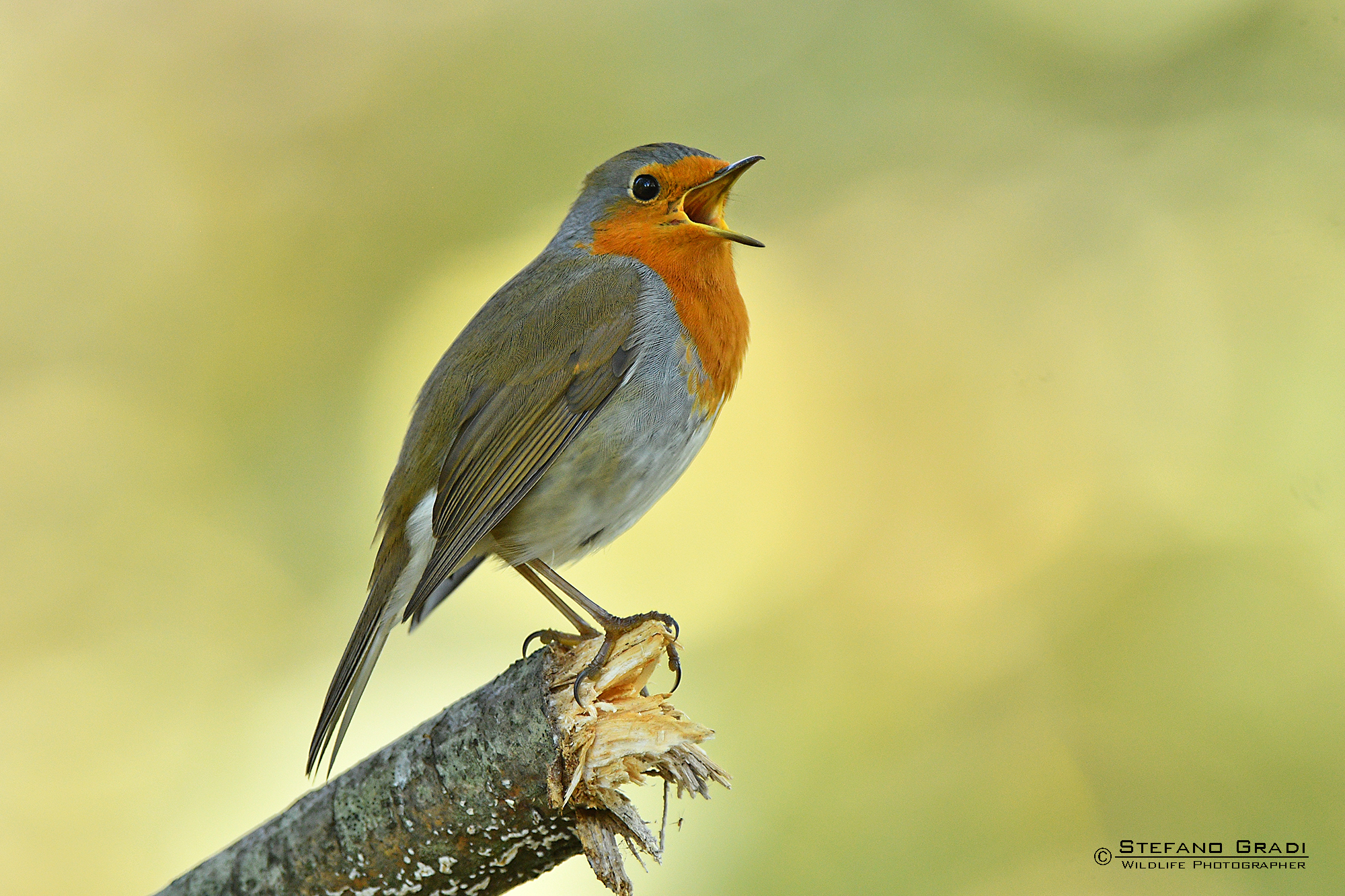 Pettirosso chiaccherone