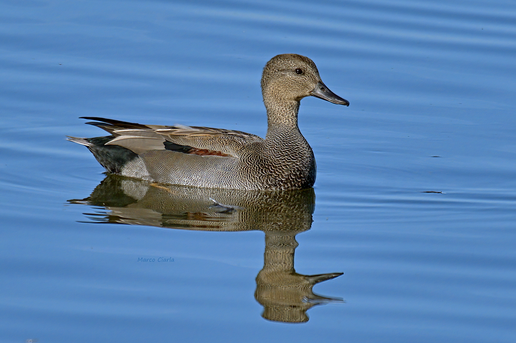 Canapiglia (Mareca strepera)