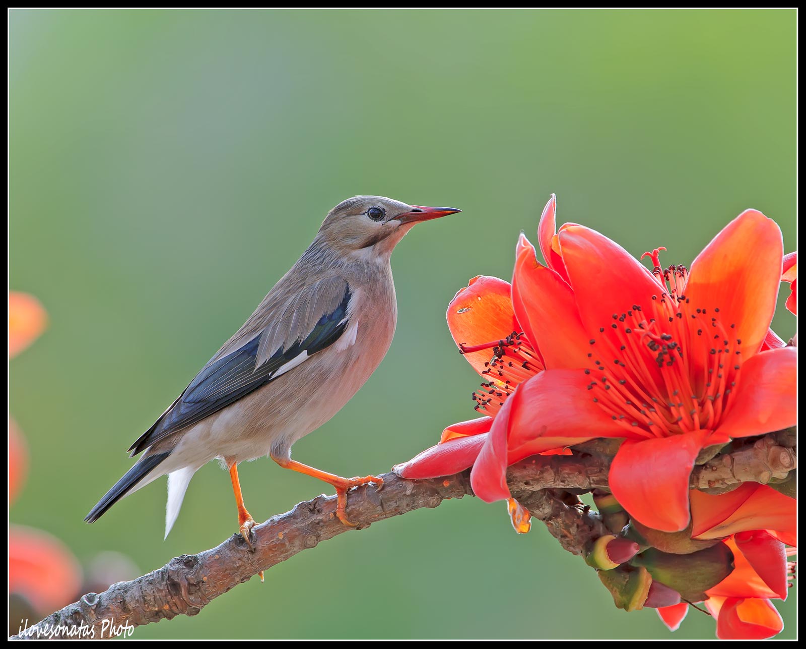 Rosso-fatturato Starling
