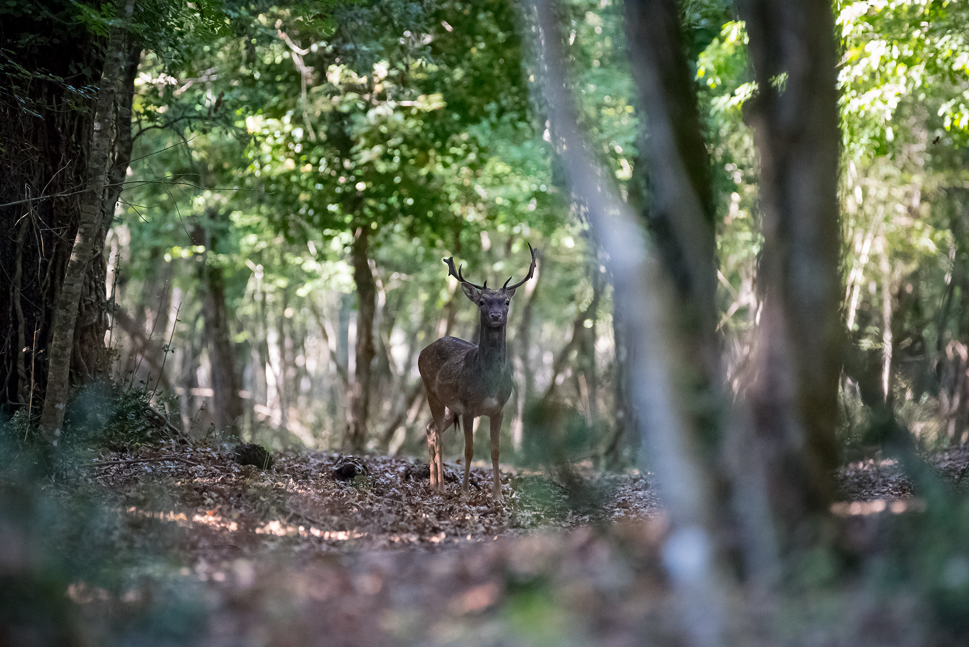 Suddenly a young Deed Deed