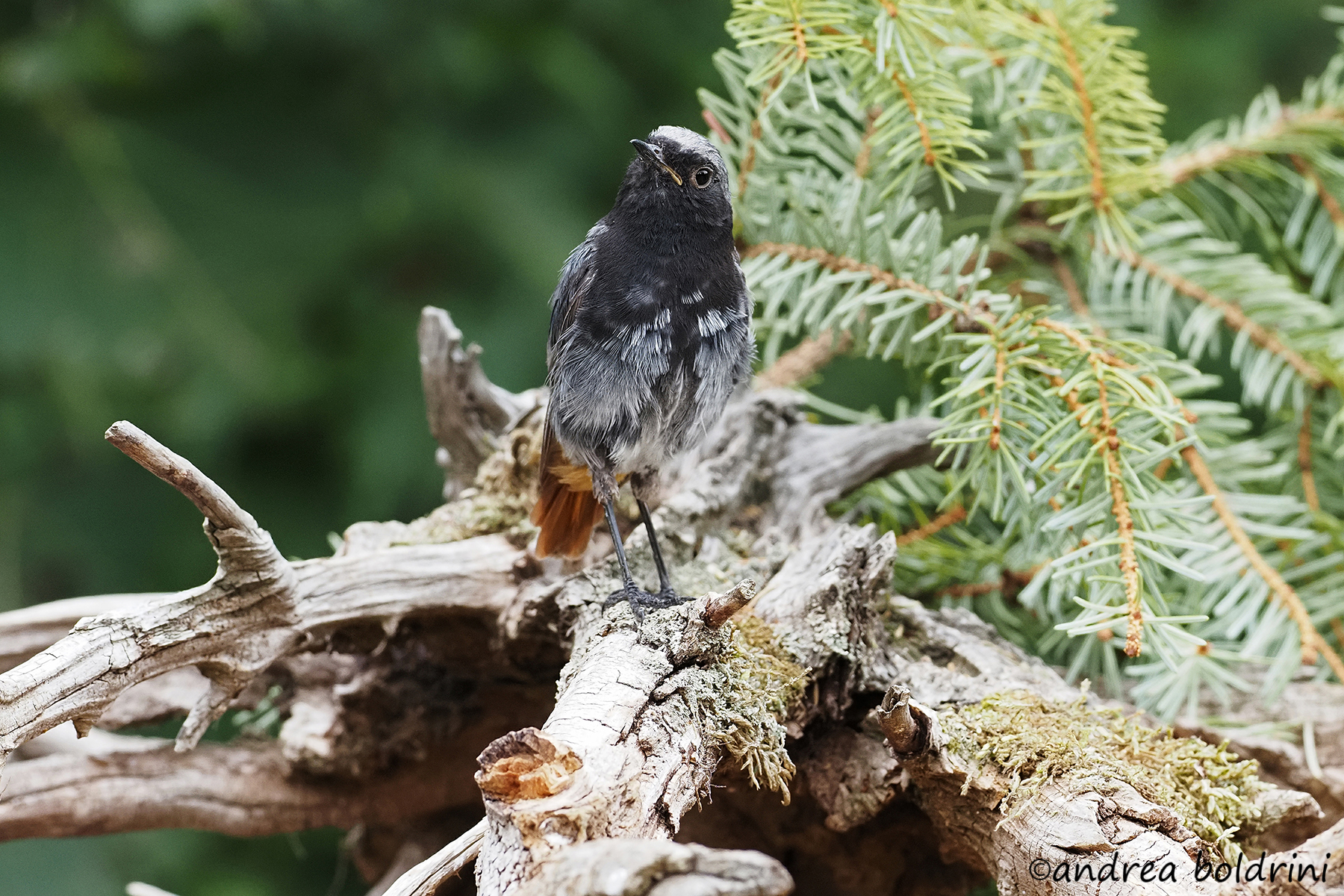 Codirosso spazzacamino