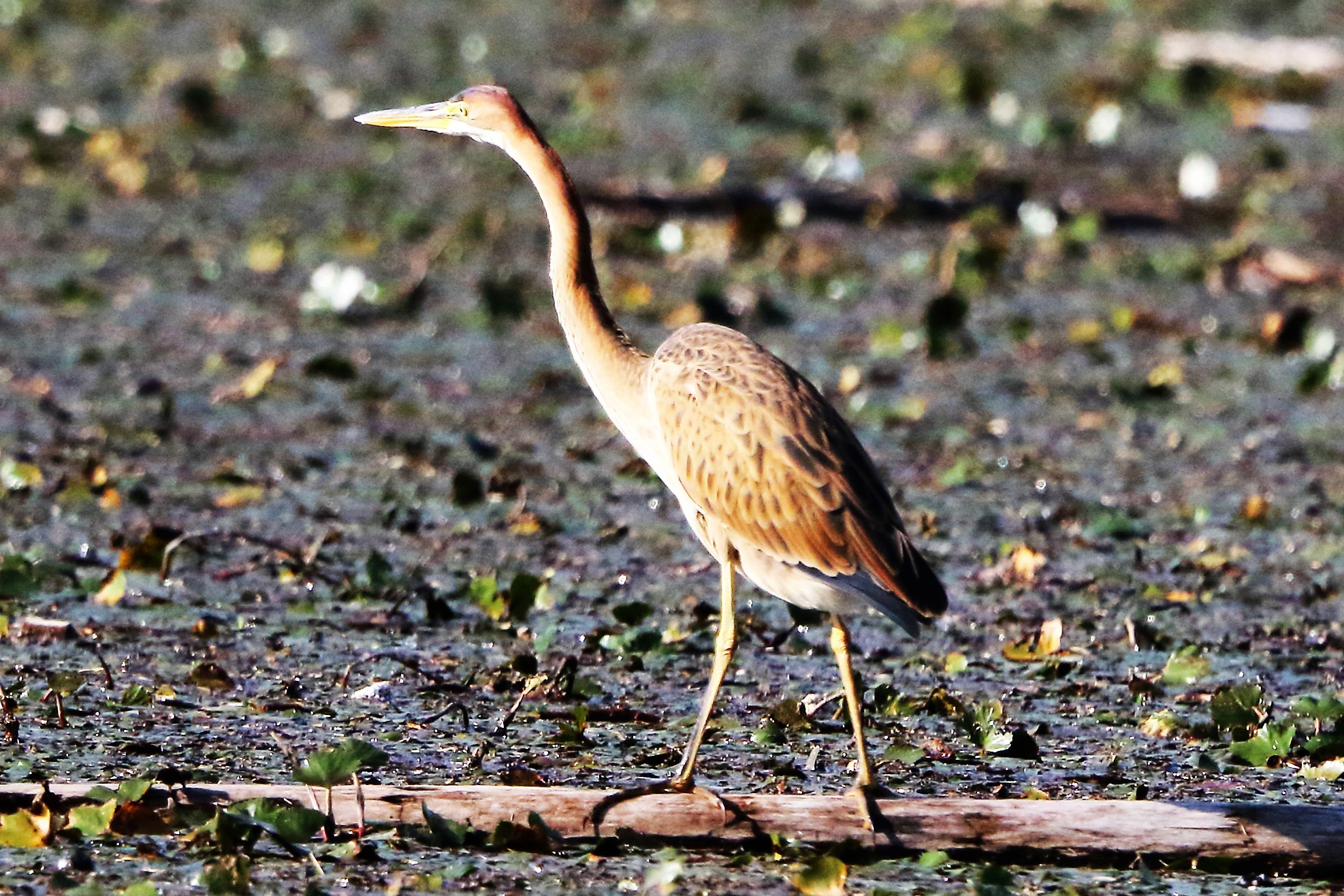 purple heron