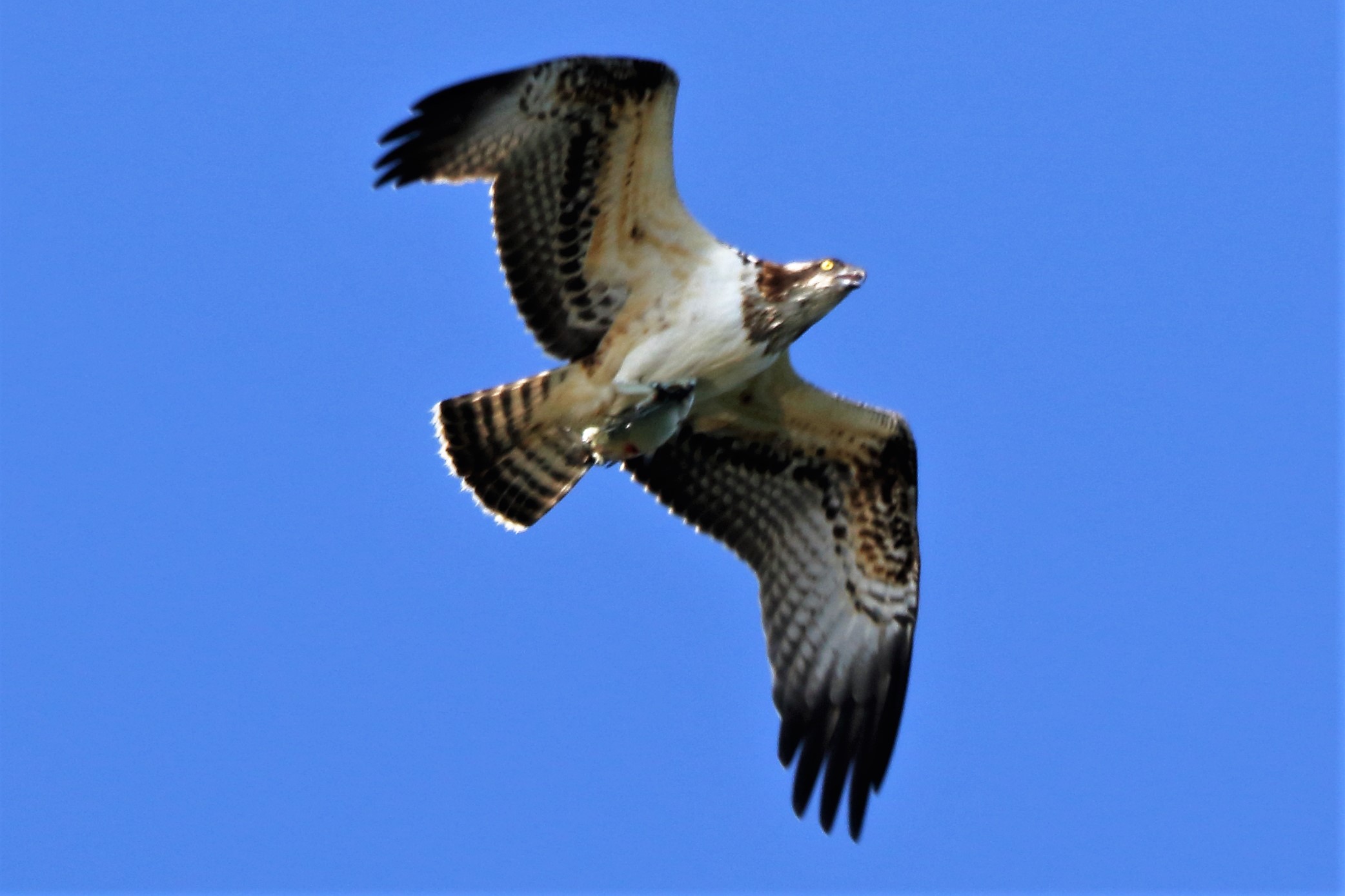 Osprey with prey 209