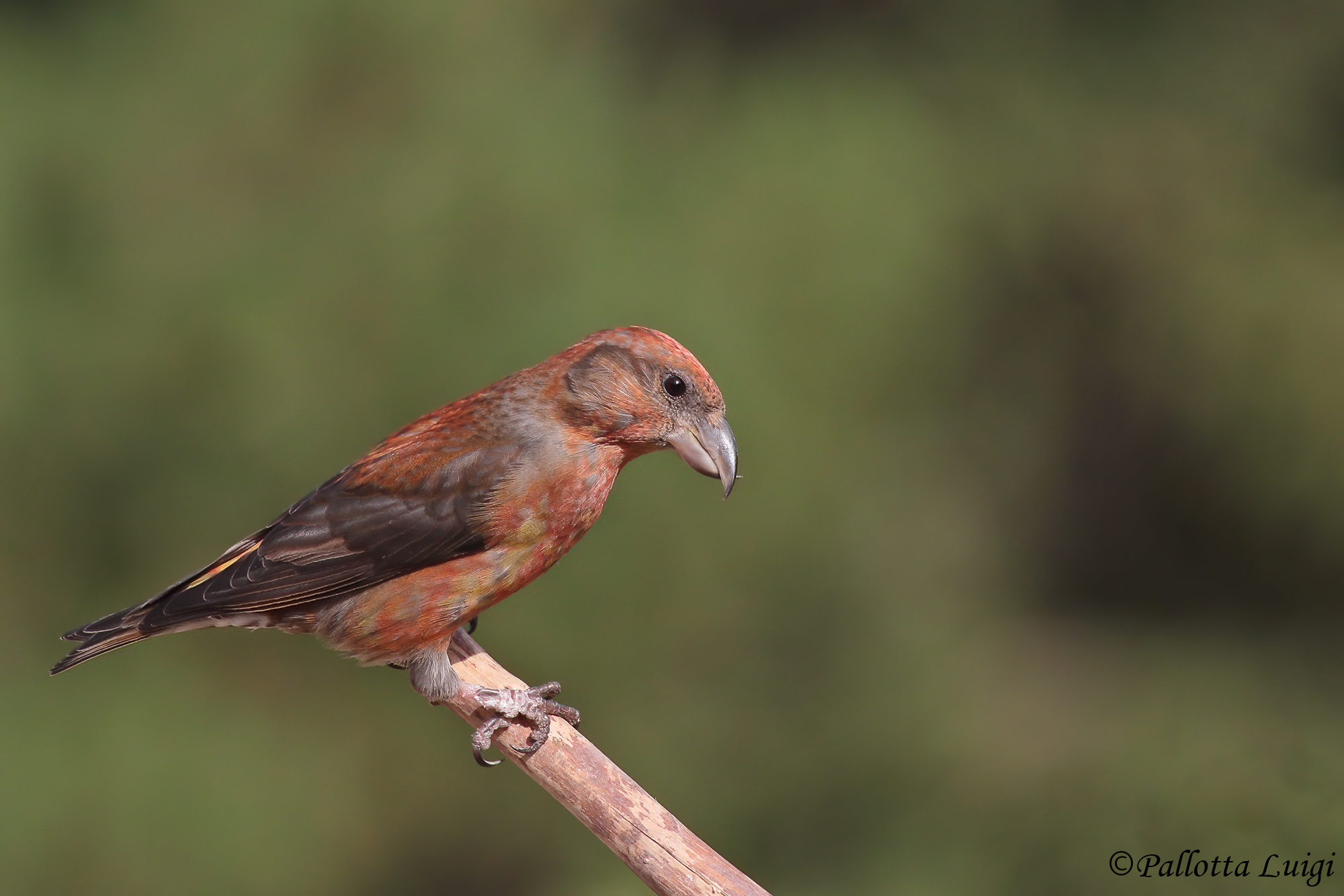 Crociere (Loxia cxurvirostra)