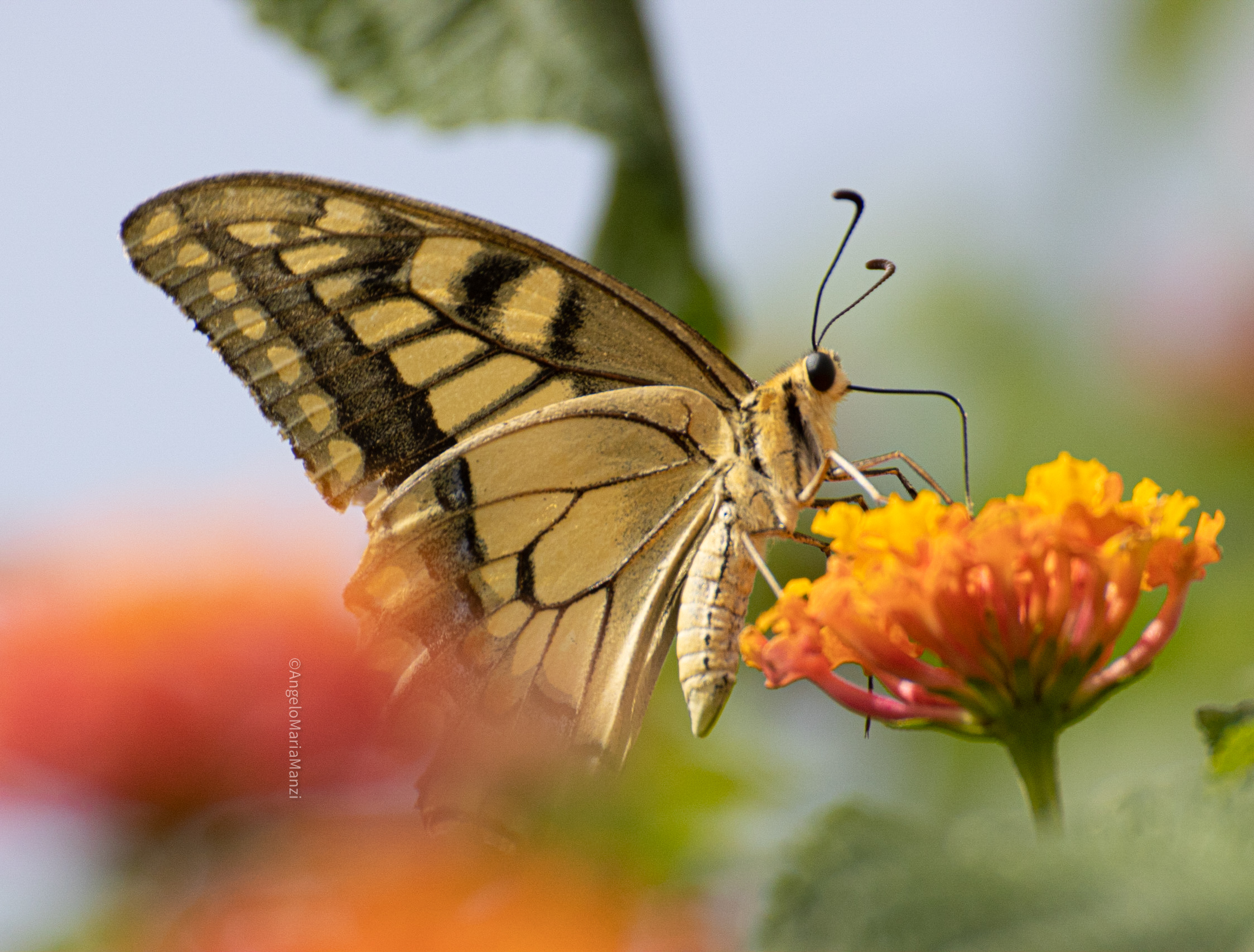 Swallowtail