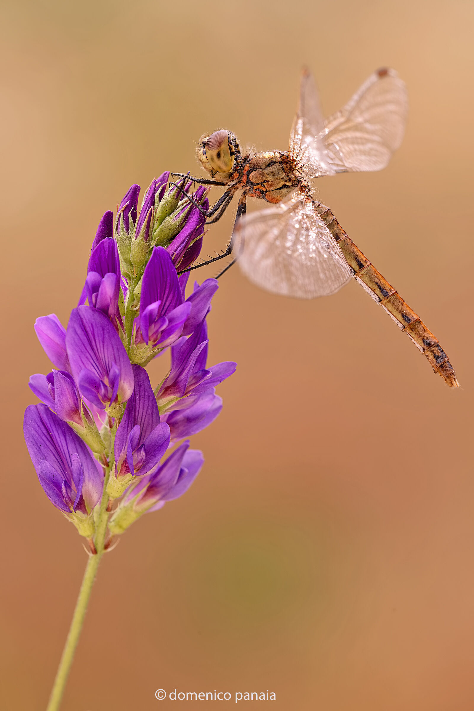 sympetrum depressiusculum