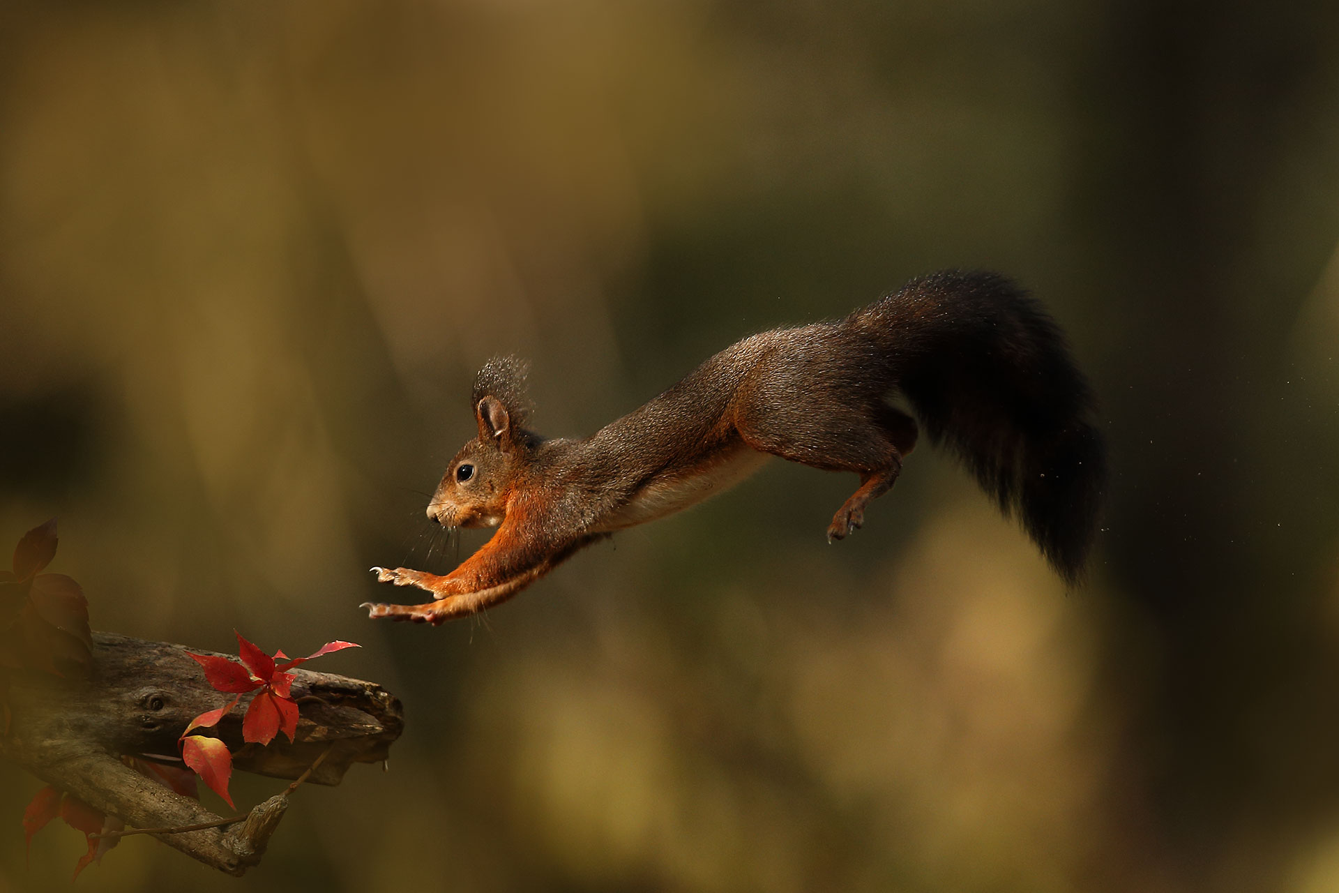 Red Squirrel
