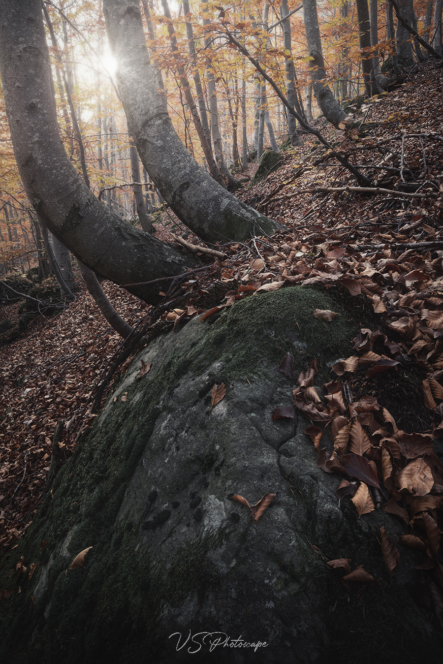 Upon Fallen Autumn Leaves