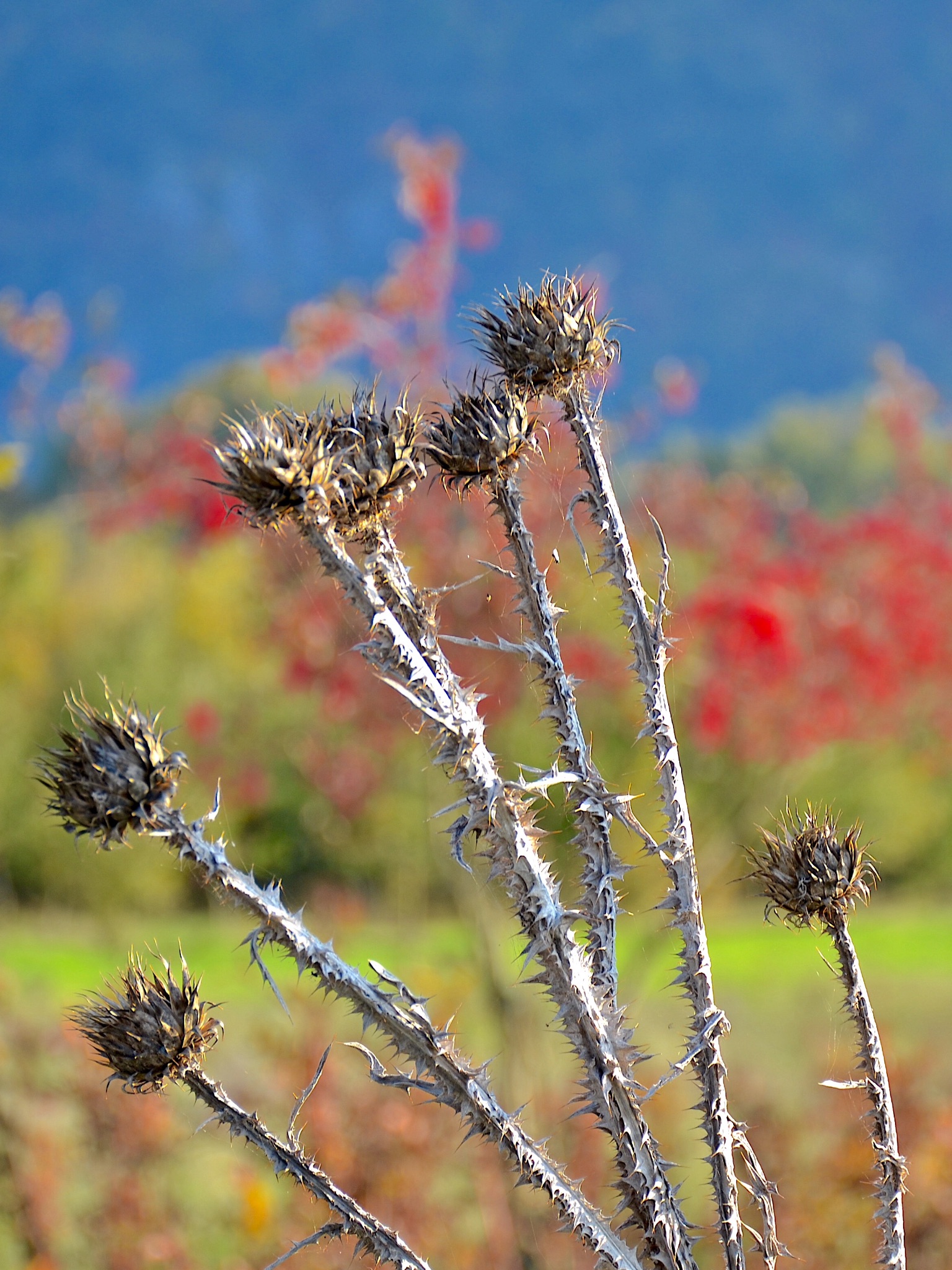 Dried flowers